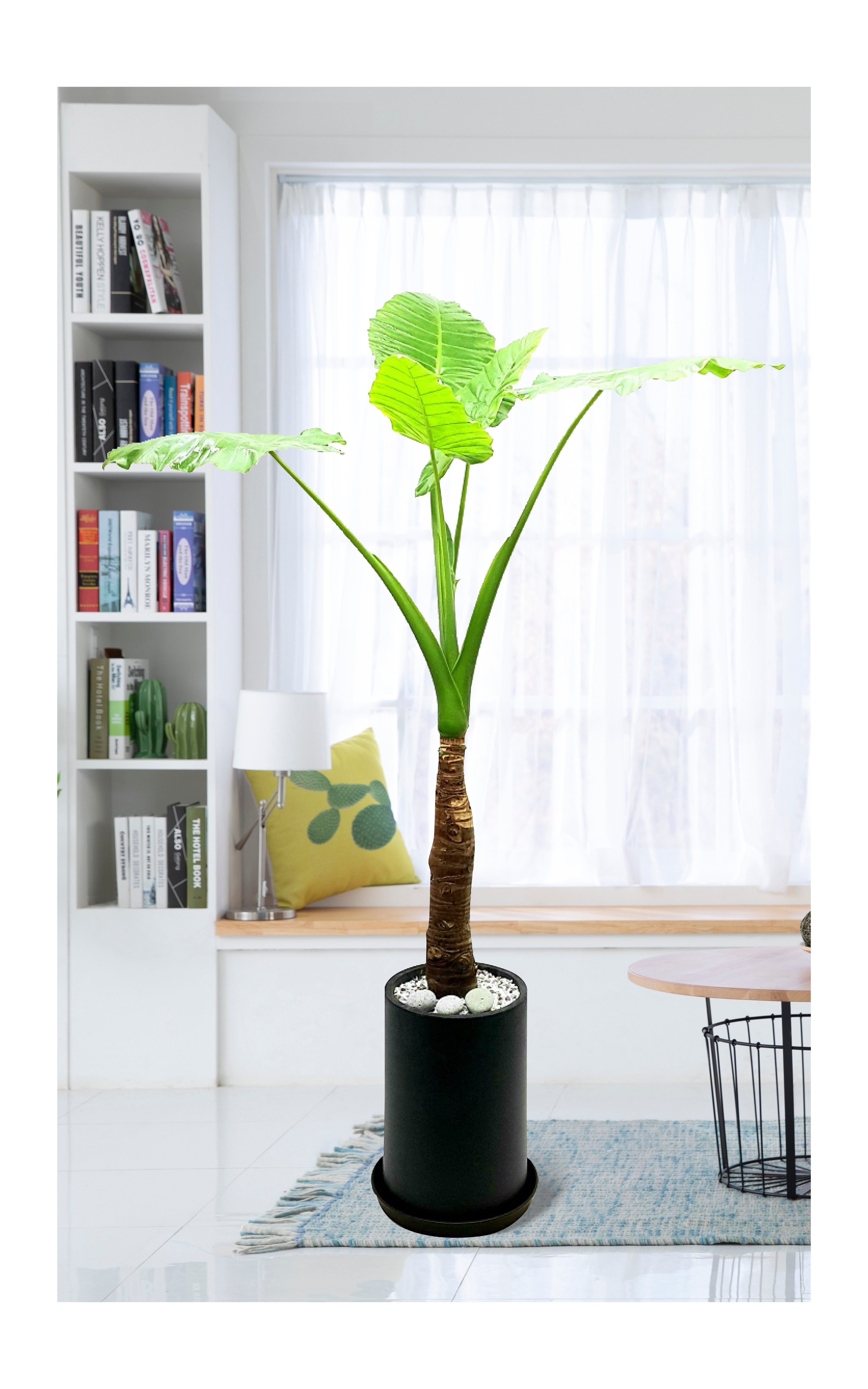 알로카시아 대품 관엽 개업 이전 취임 승진 개업식 축하 화분 화환 예도 전국 꽃배달 서비스