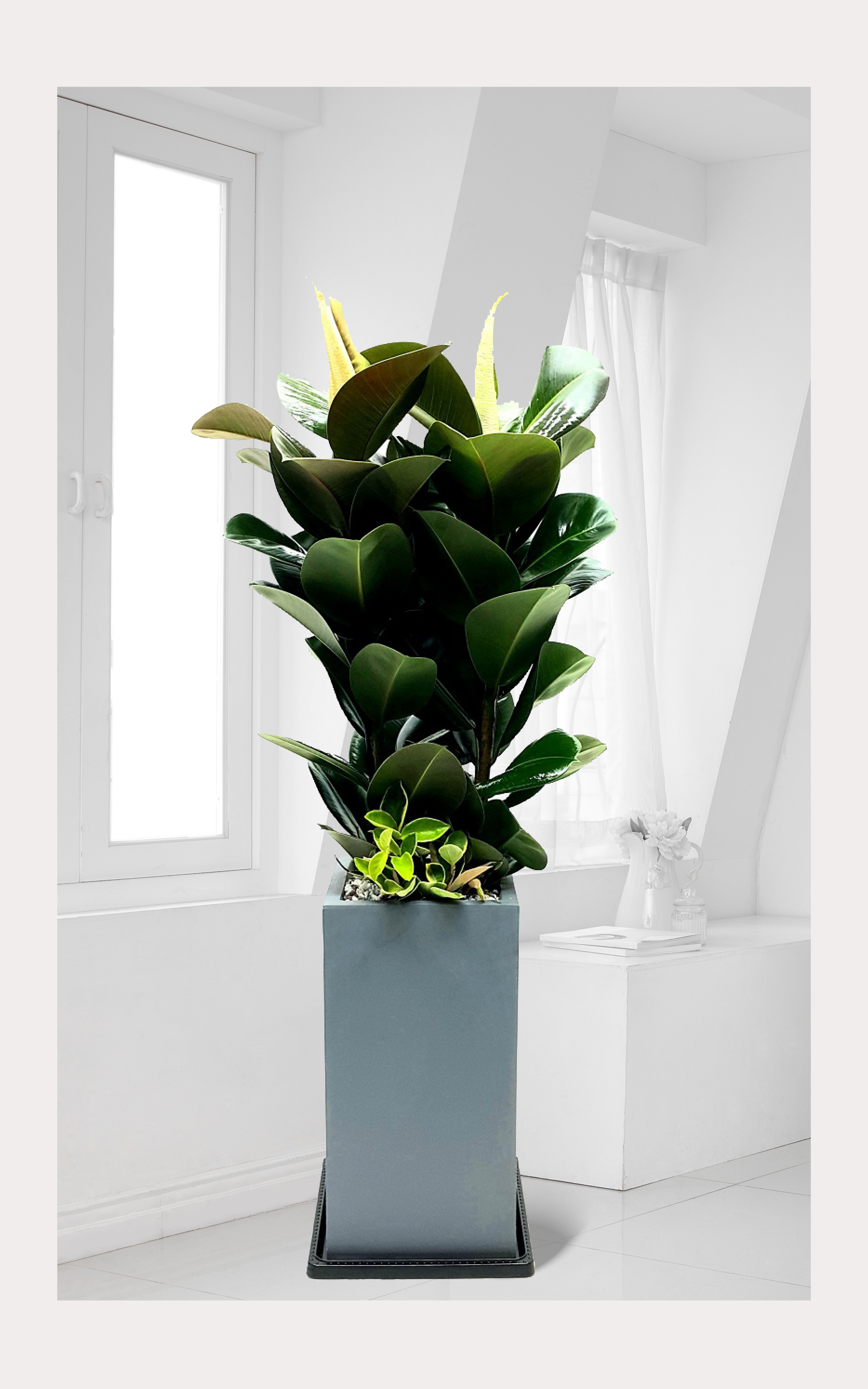 고무나무 대품 관엽 개업 이전 취임 승진 개업식 축하 화분 예도화환 전국 꽃배달 서비스