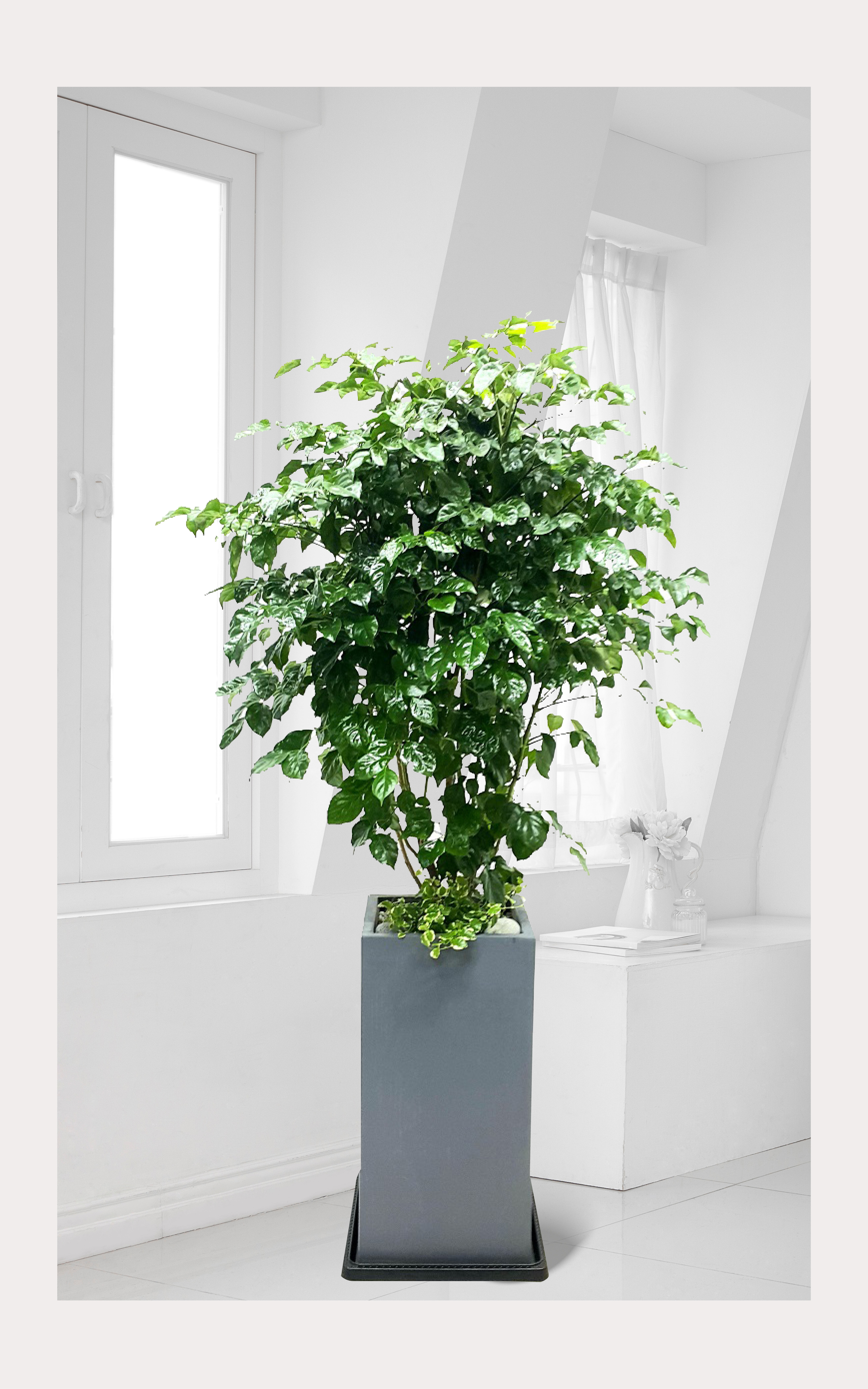 녹보수 대품 관엽 개업 이전 취임 승진 개업식 축하 화분 예도화환 전국 꽃배달 서비스