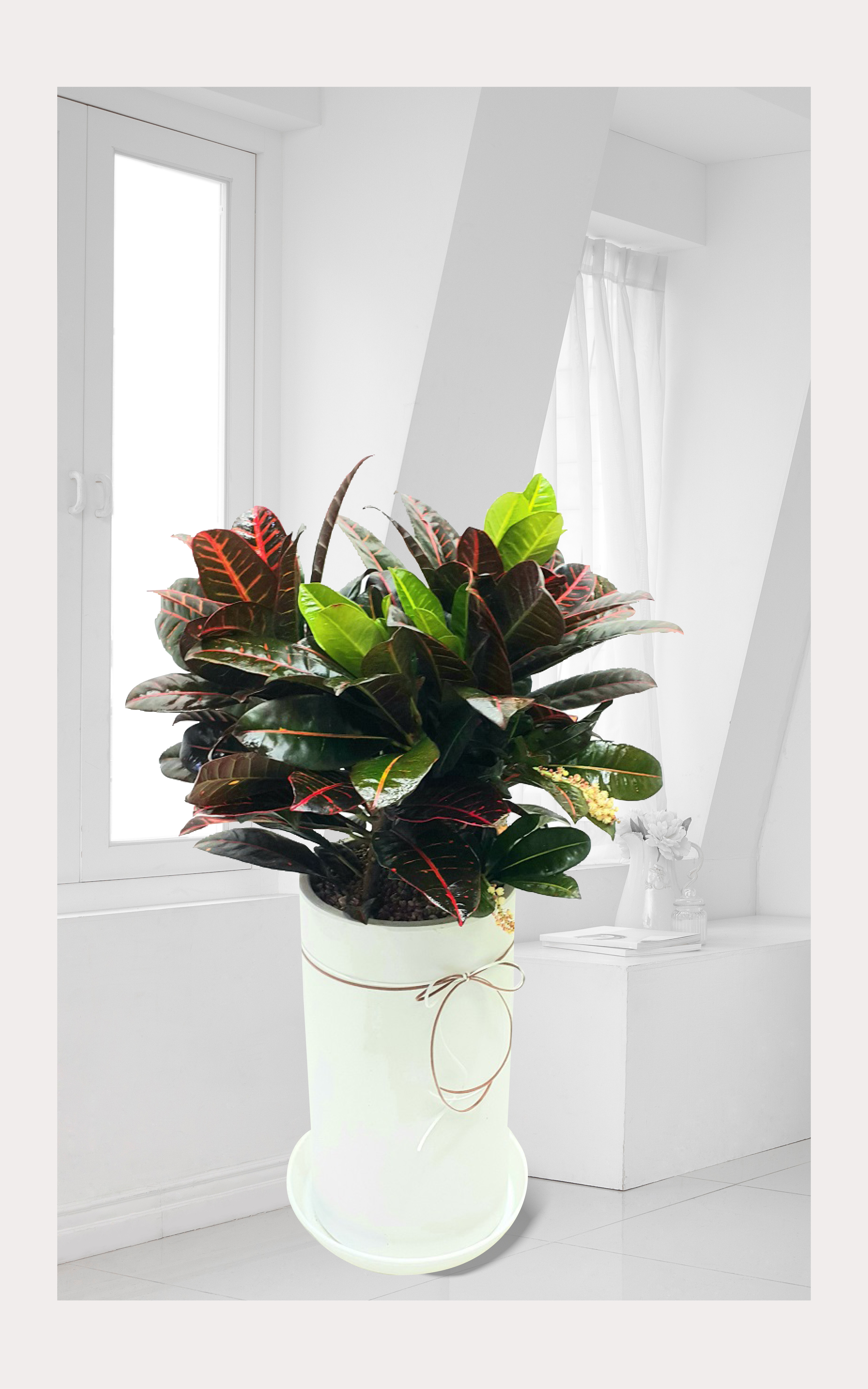 크로톤 개업 이전 취임 승진 개업식 축하 화분 예도화환 전국 꽃배달 서비스