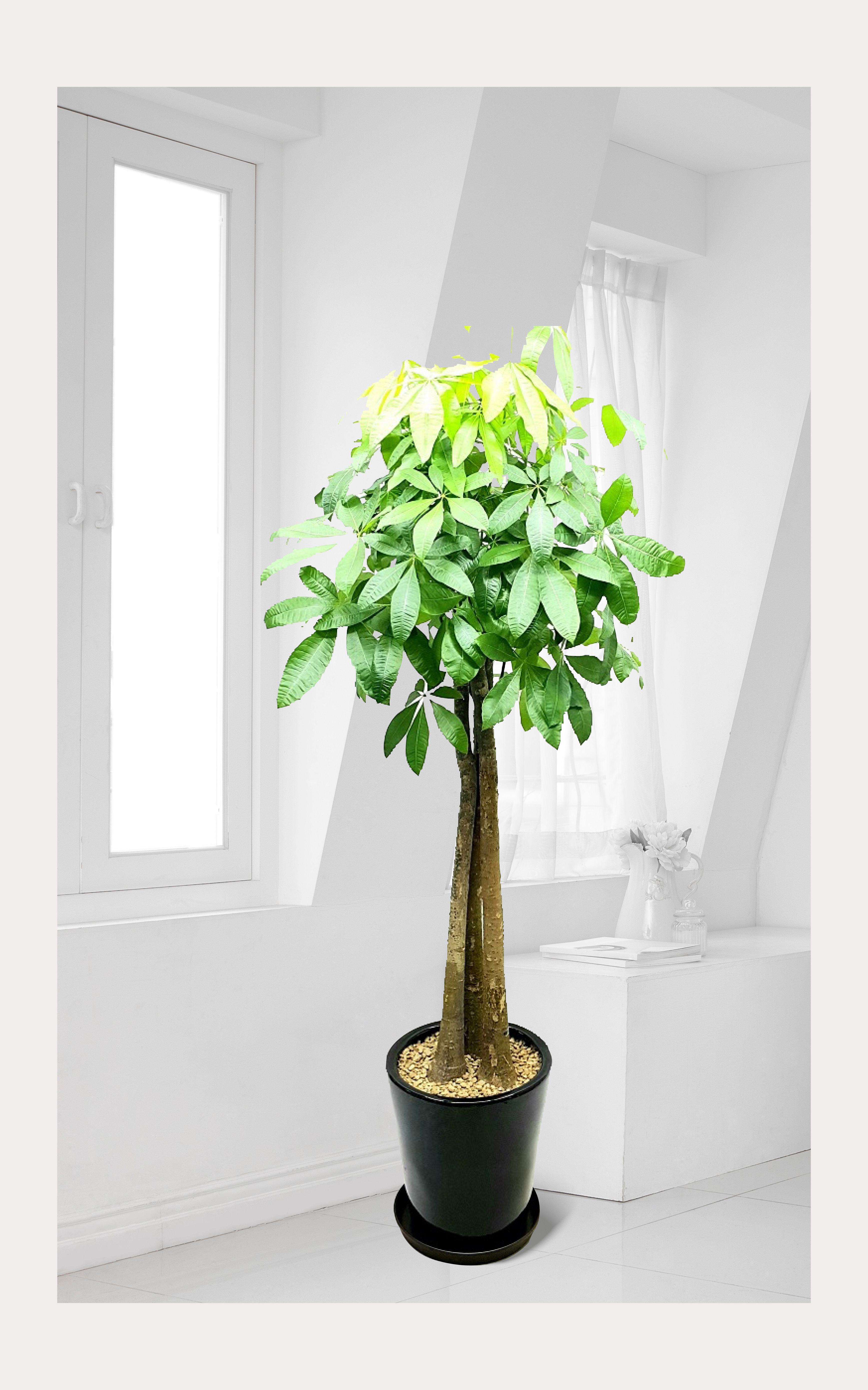 파키라 대품 관엽 개업 이전 취임 승진 개업식 축하 화분 예도화환 전국 꽃배달 서비스