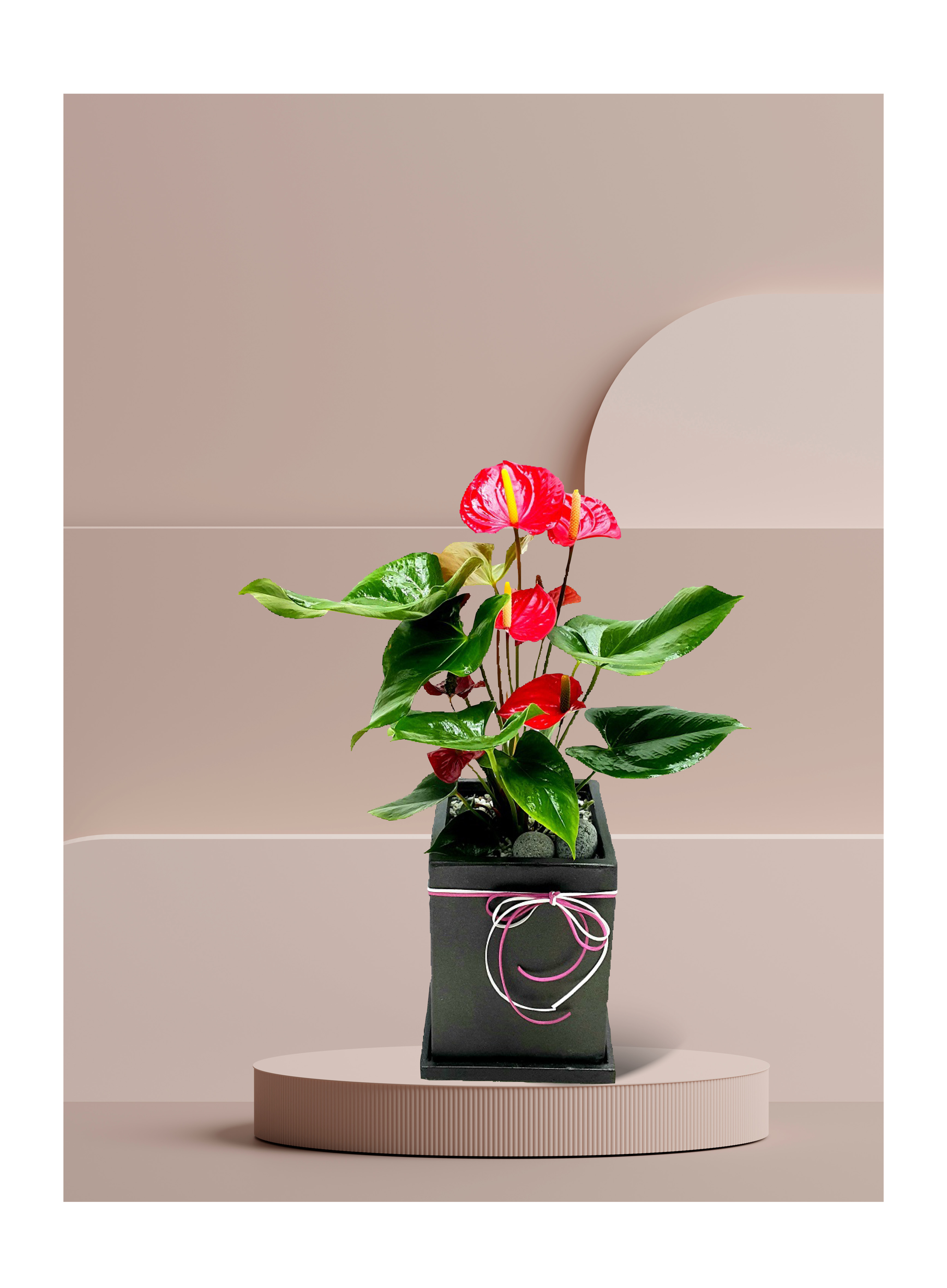 안시리움 탁상용소품 개업 이전 취임 승진 개업식 축하 화분 예도화환 전국 꽃배달 서비스