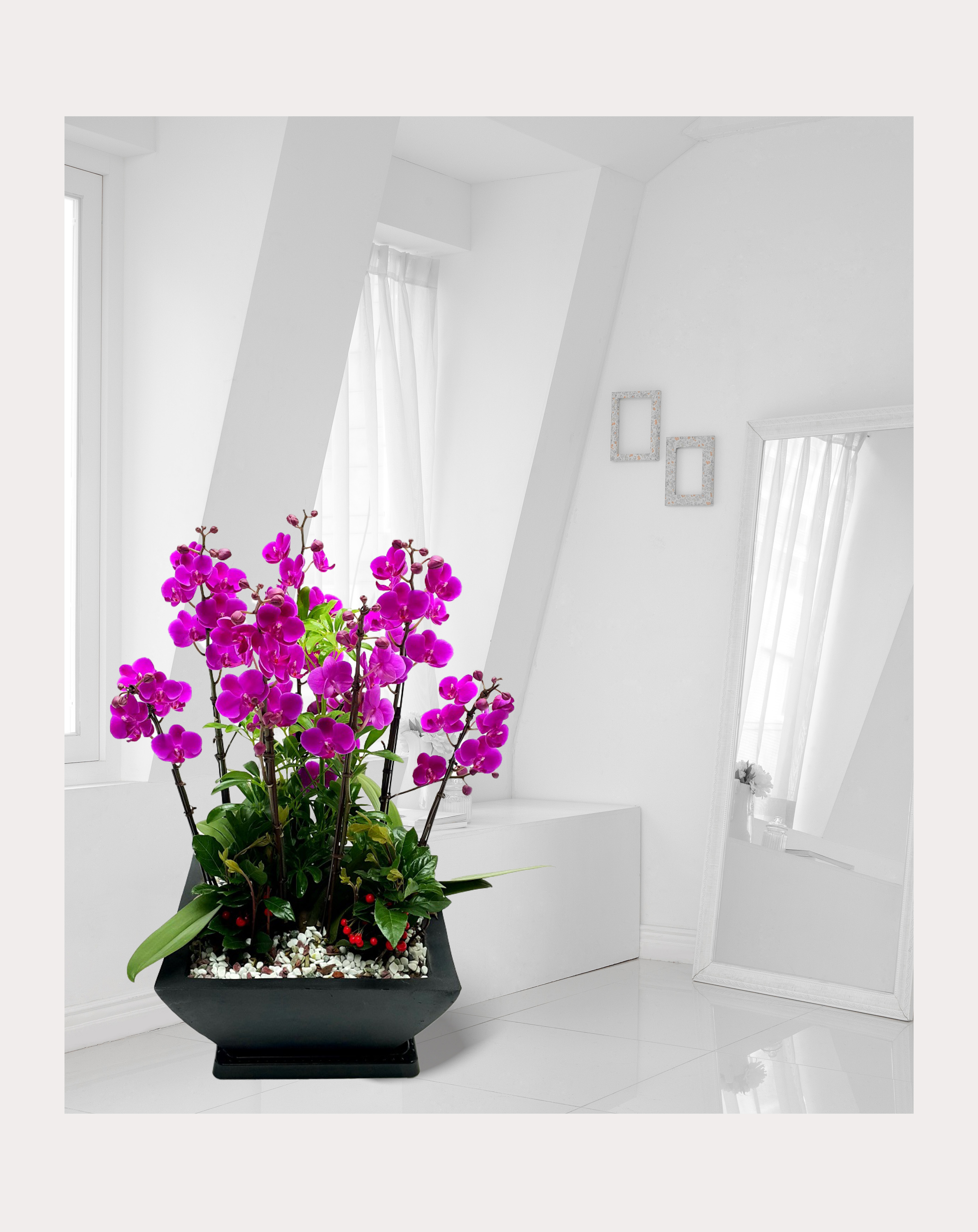 서양란 미니호접 분홍계열 개업 이전 취임 승진 개업식 축하 화분 예도화환 전국꽃배달서비스