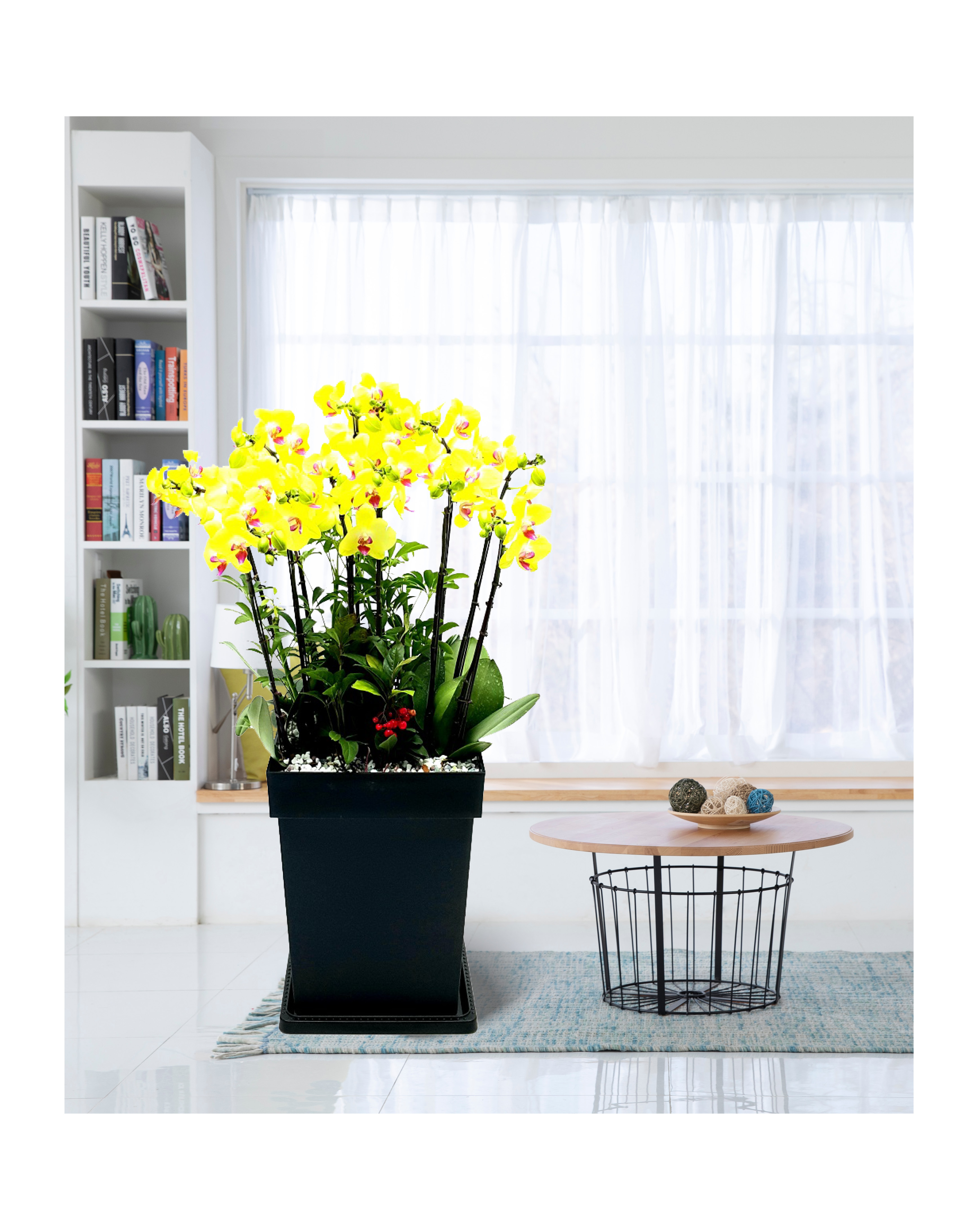 서양란 미니호접란 노랑계열 중 개업 이전 취임 승진 개업식 축하 화분 예도화환 전국꽃배달