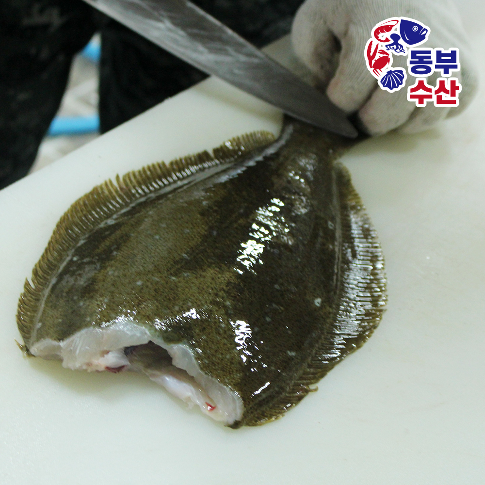 당일작업 숙성광어 필렛 국산 대광어 광어회 250g 500g 이미지 6