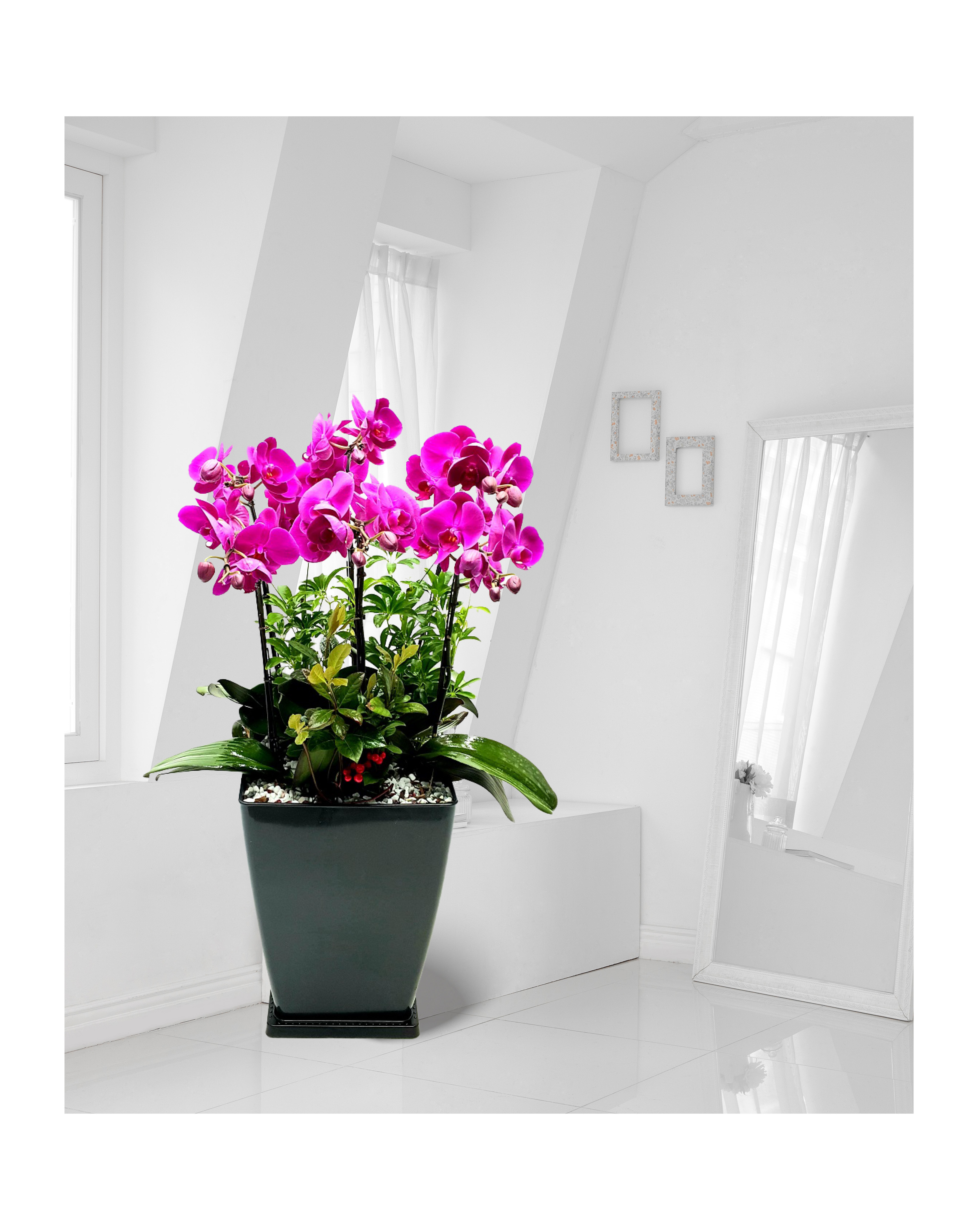 서양란 미니호접란 핑크계열 중 개업 이전 취임 승진 개업식 축하 화분 화환 예도 전국꽃배달