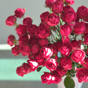 리틀캠든 미니 장미 100송이 생화택배 생화꽃다발 정기구독 솔직 후기 | 실사용자 리뷰 분석 - 상품 이미지 2