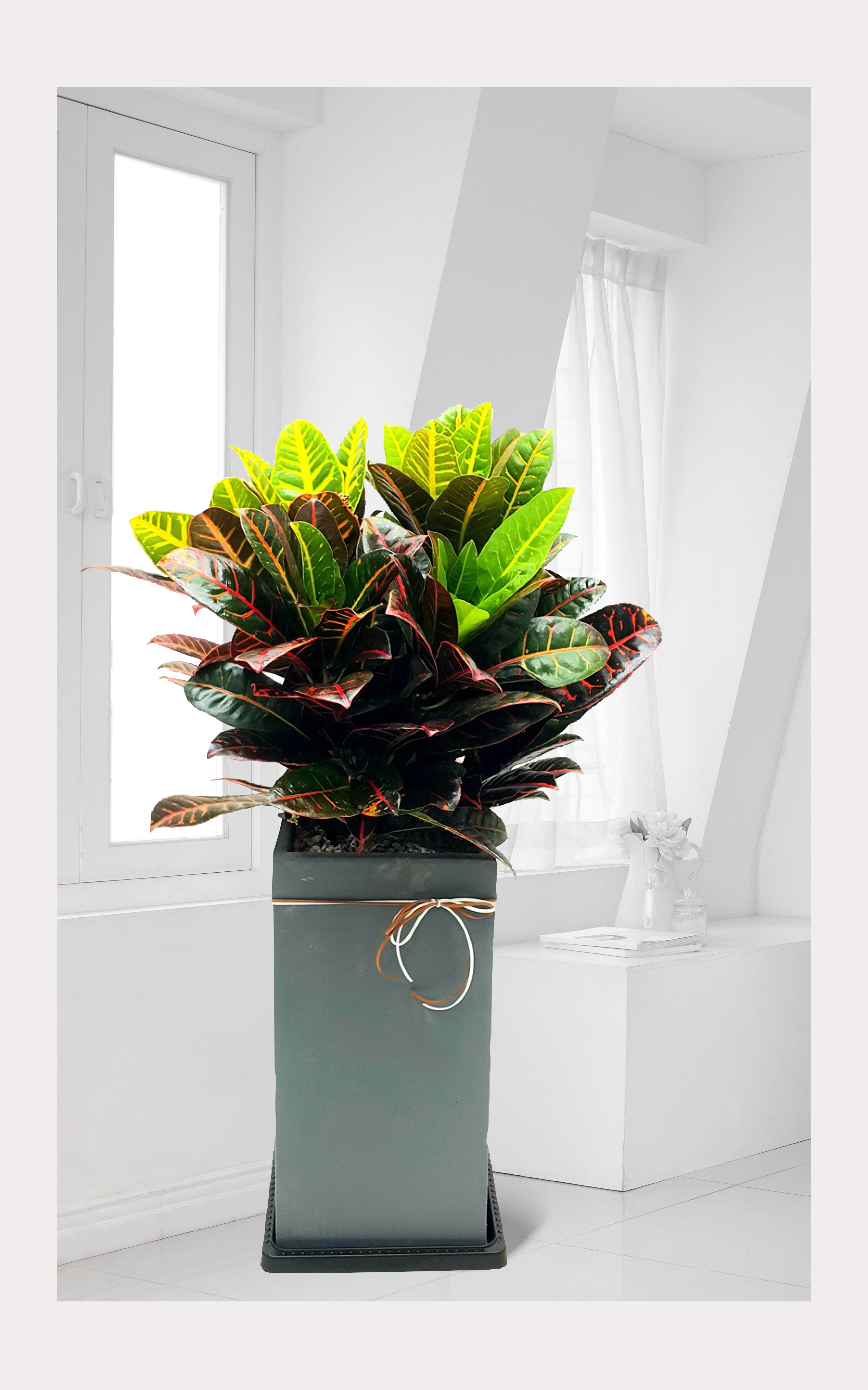 크로톤 대품 관엽 개업 이전 취임 승진 개업식 축하 화분 예도화환 전국 꽃배달 서비스