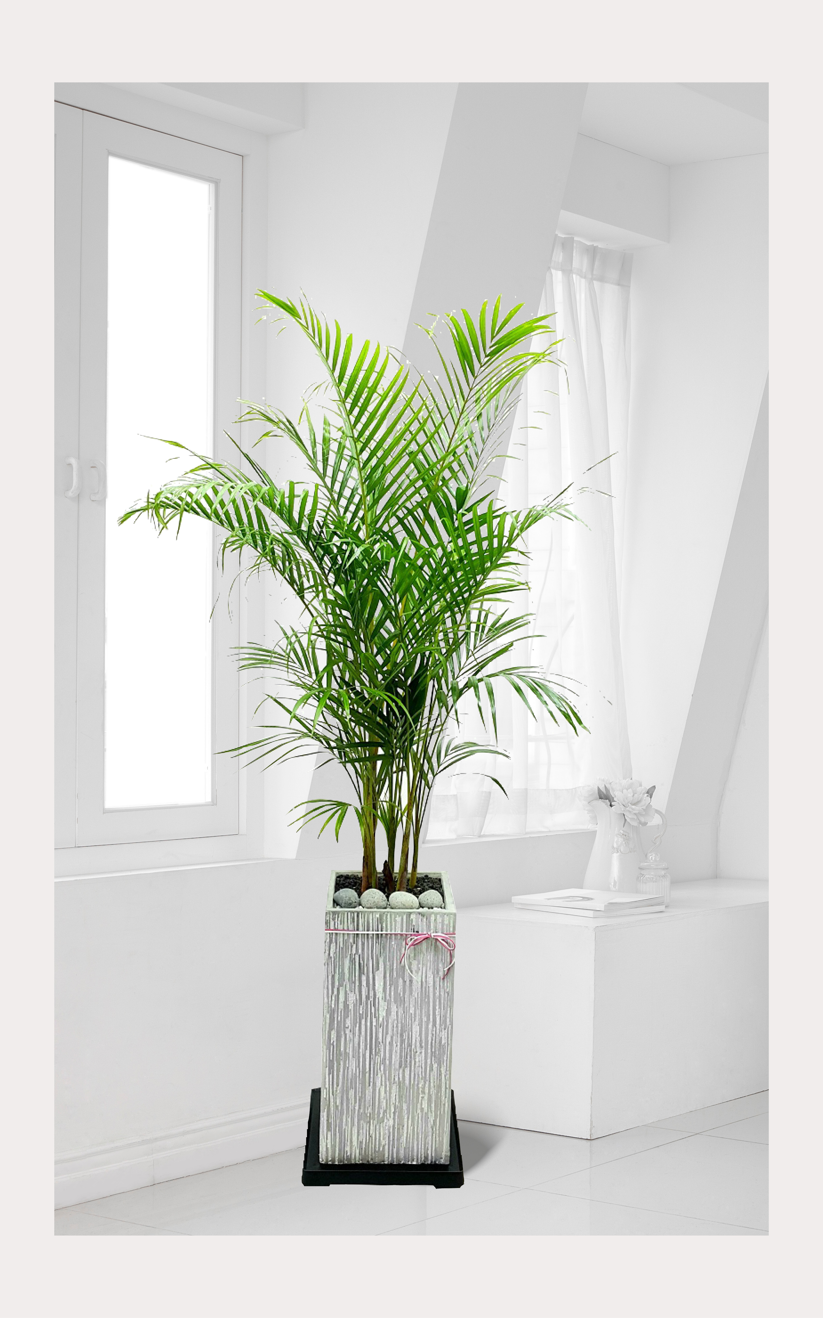 아레카야자 대품 관엽 개업 이전 취임 승진 개업식 축하 화분 예도화환 전국 꽃배달 서비스