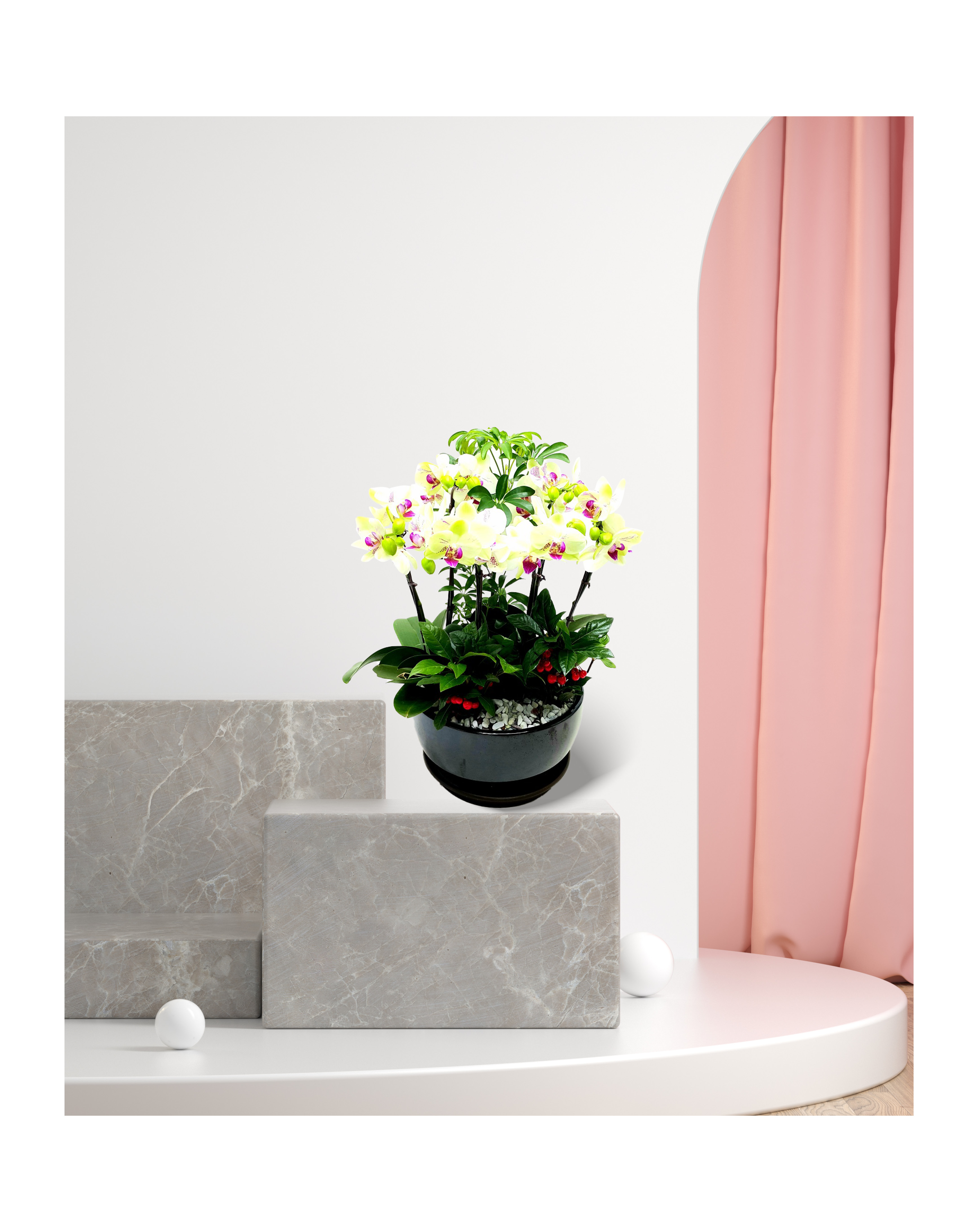 서양란 미니호접란 노랑계열 개업 이전 취임 승진 개업식 축하 화분 예도화환 전국 꽃배달