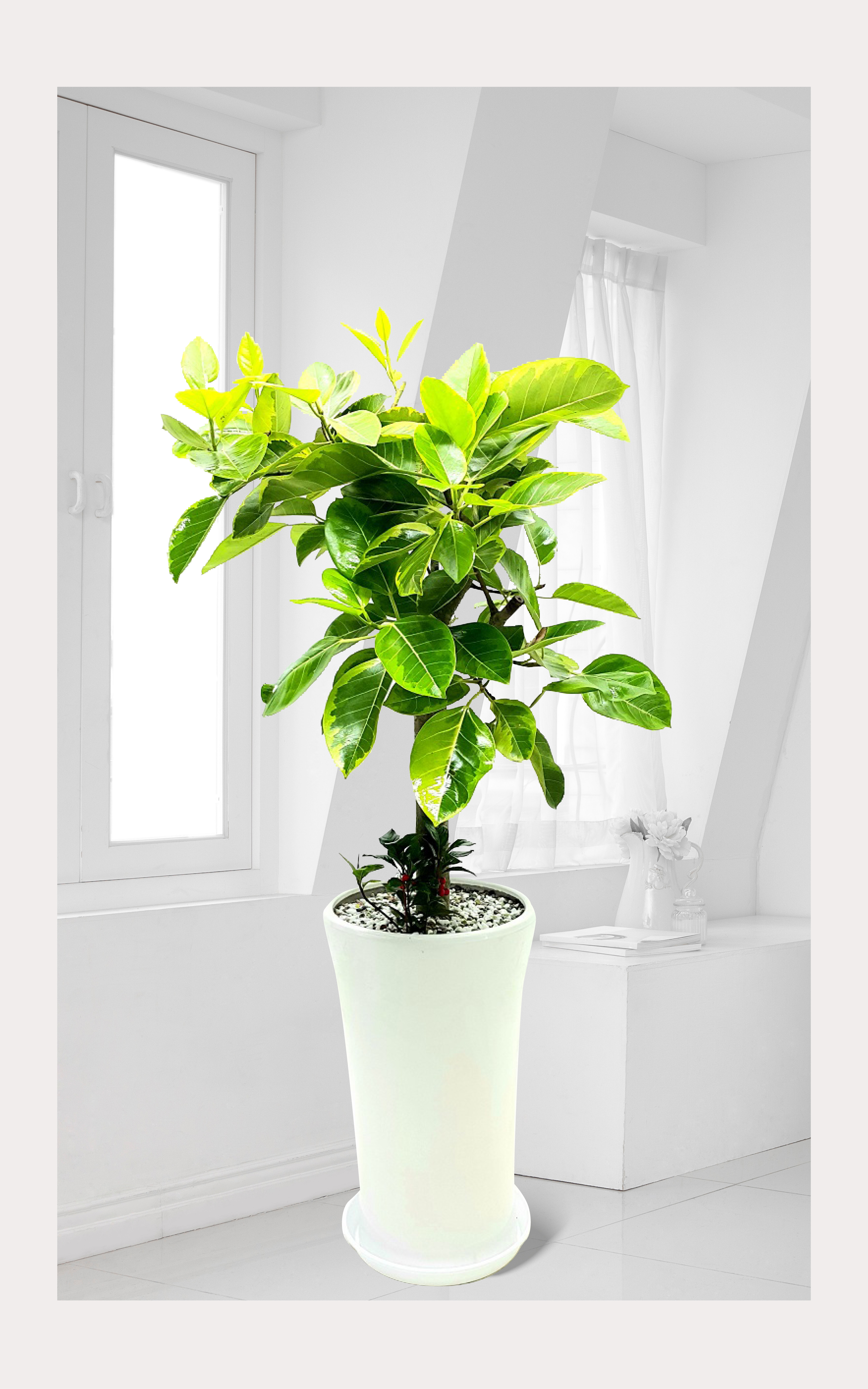 뱅갈고무나무 개업 이전 취임 승진 개업식 축하 화분 예도화환 전국 꽃배달 서비스