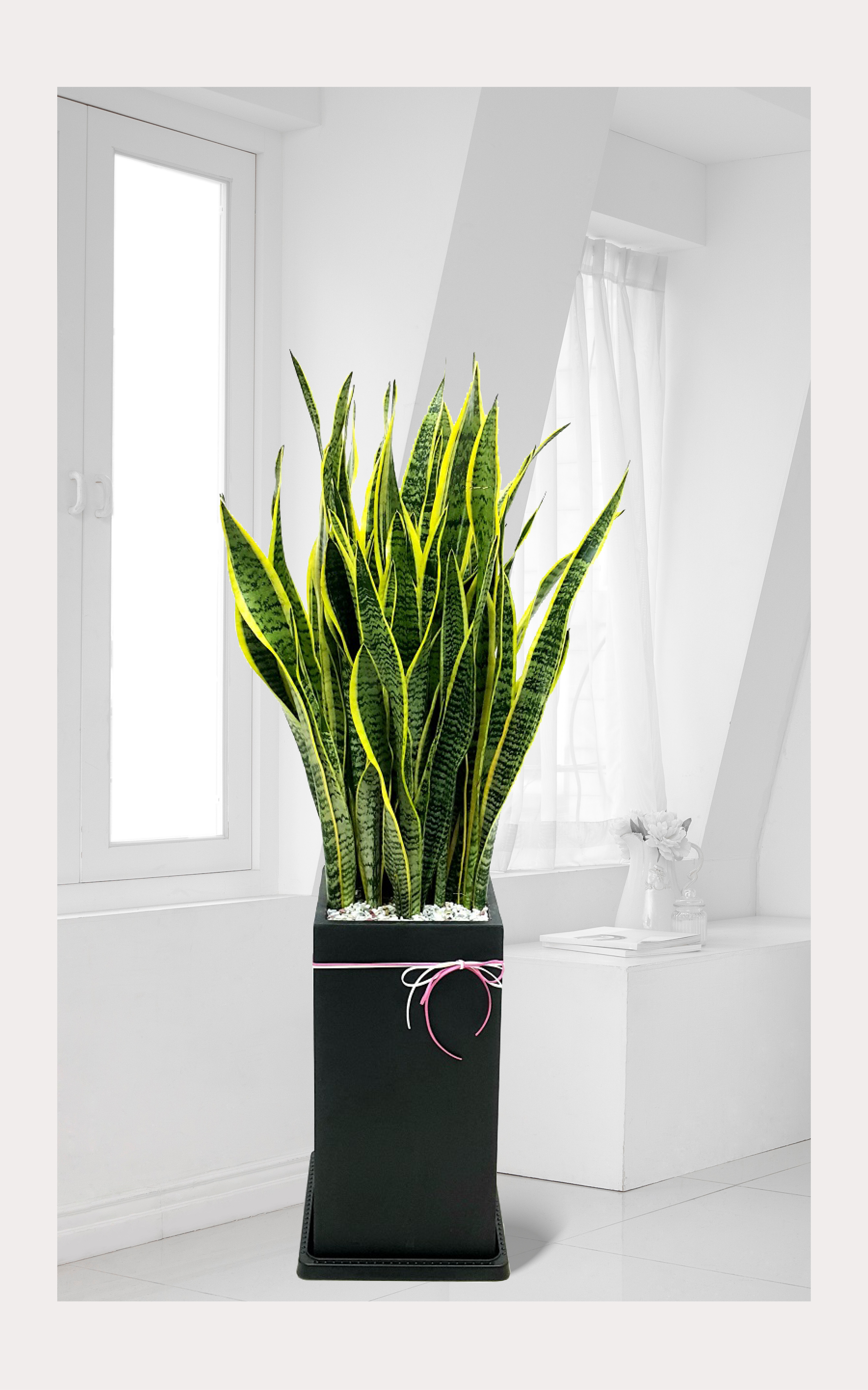 산세베리아 관엽 개업 이전 취임 승진 개업식 축하 화분 예도화환 전국 꽃배달 서비스