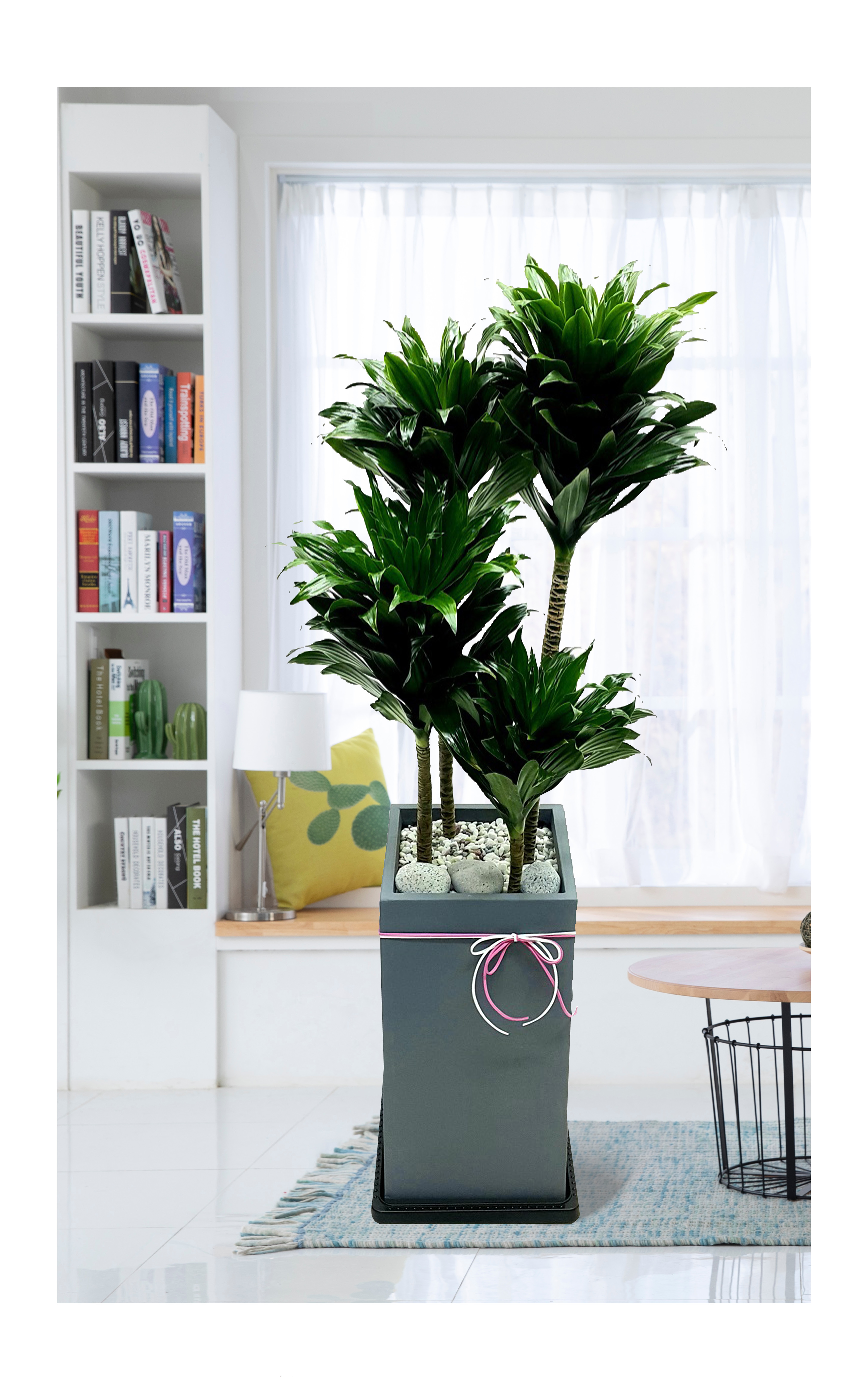 콤펙타 관엽 개업 이전 취임 승진 개업식 축하 화분 예도화환 전국 꽃배달 서비스