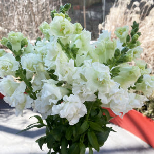 금어초 생화 흰색꽃 하얀꽃 꽃배달 싼곳 생화택배 솔직 후기 | 실사용자 리뷰 분석 - 상품 이미지 4