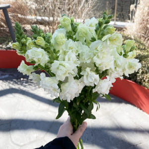 금어초 생화 흰색꽃 하얀꽃 꽃배달 싼곳 생화택배 솔직 후기 | 실사용자 리뷰 분석 - 상품 이미지 1