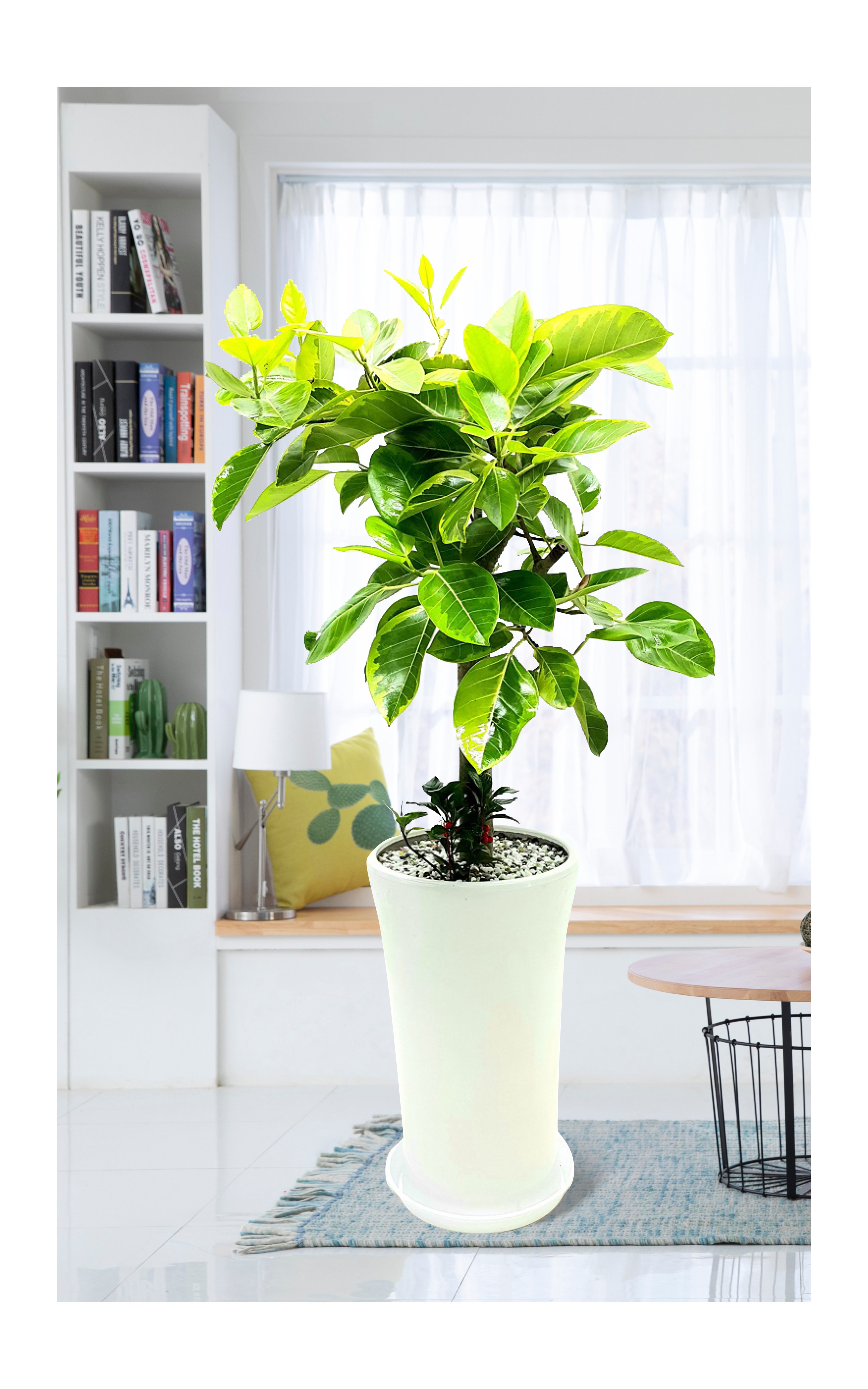 뱅갈고무나무 개업 이전 취임 승진 개업식 축하 화분 예도화환 전국 꽃배달 서비스