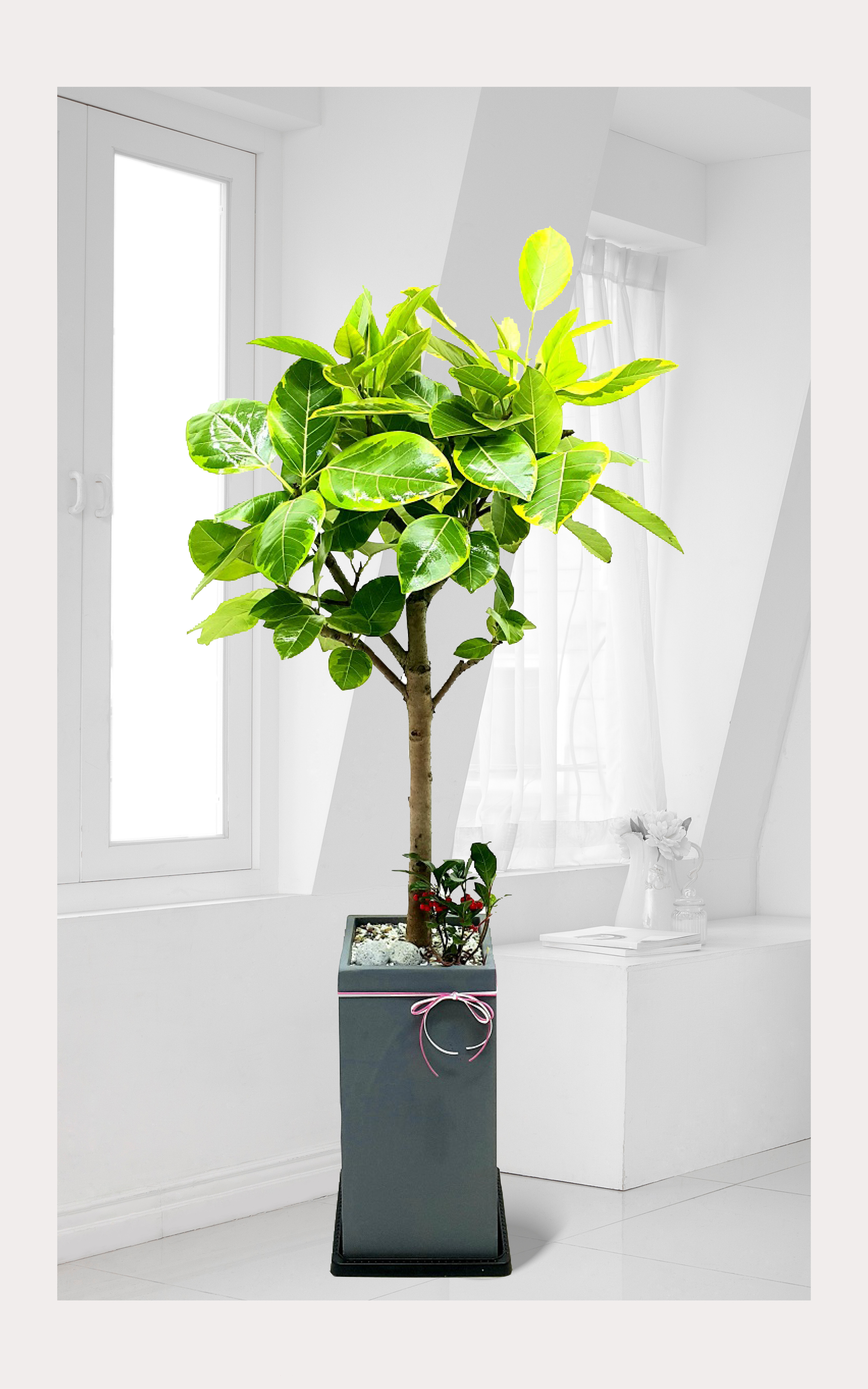 뱅갈고무나무 관엽 개업 이전 취임 승진 개업식 축하 화분 예도화환 전국 꽃배달 서비스