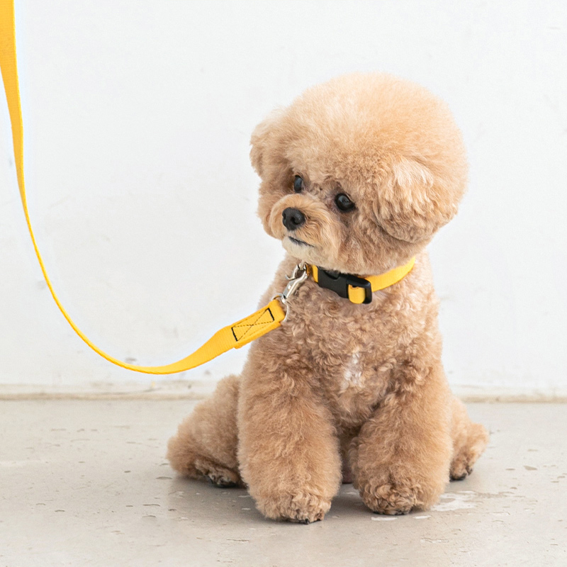 바잇미 강아지 목줄세트 애견 반려견 목줄