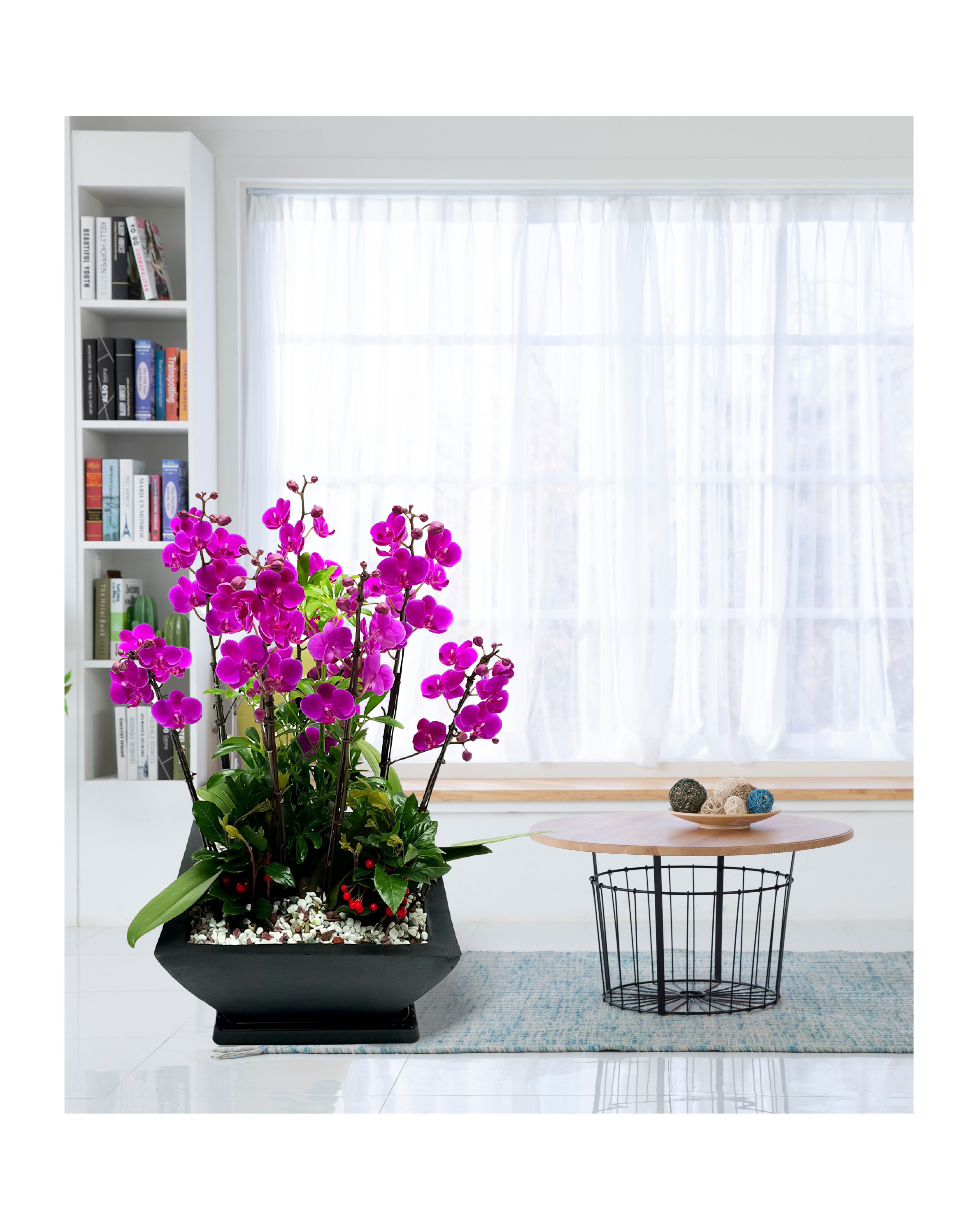 서양란 미니호접 분홍계열 개업 이전 취임 승진 개업식 축하 화분 예도화환 전국꽃배달서비스