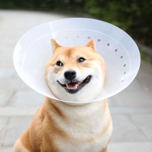 고양이 넥카라 강아지 넥카라 동물병원 플라스틱 깔대기 초경량 목보호대 중... 솔직 후기 | 실제 사용자 리뷰 총정리 - 상품 이미지 3