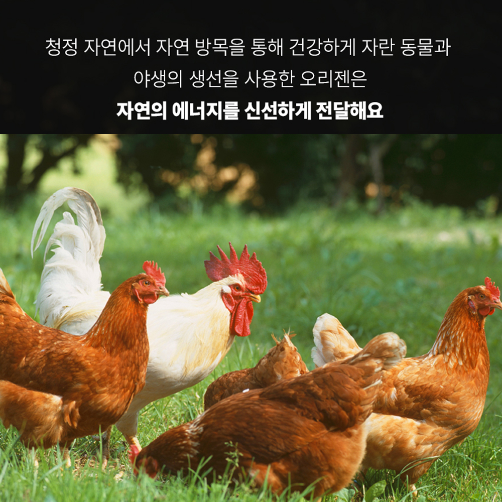오리젠 오리지널 캣 5.4kg 고양이 사료 이미지 6