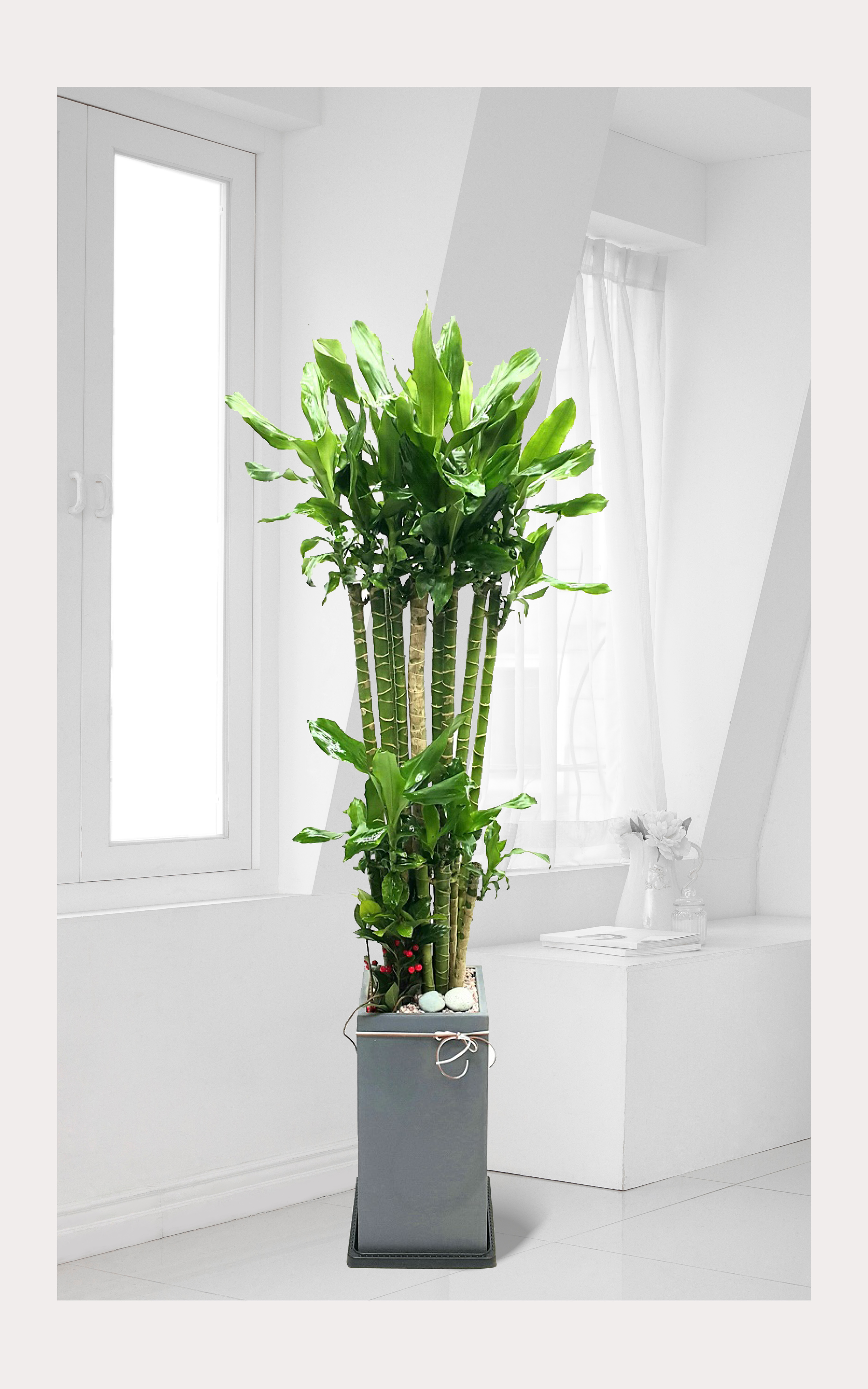 황금죽 대품 개업 이전 취임 승진 개업식 축하 화분 화환 예도 전국 꽃배달 서비스