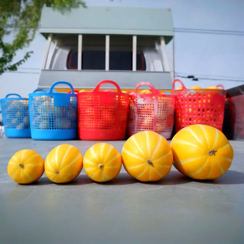 성주참외 참외 못난이참외 꼬마 10kg 5kg 이미지 4