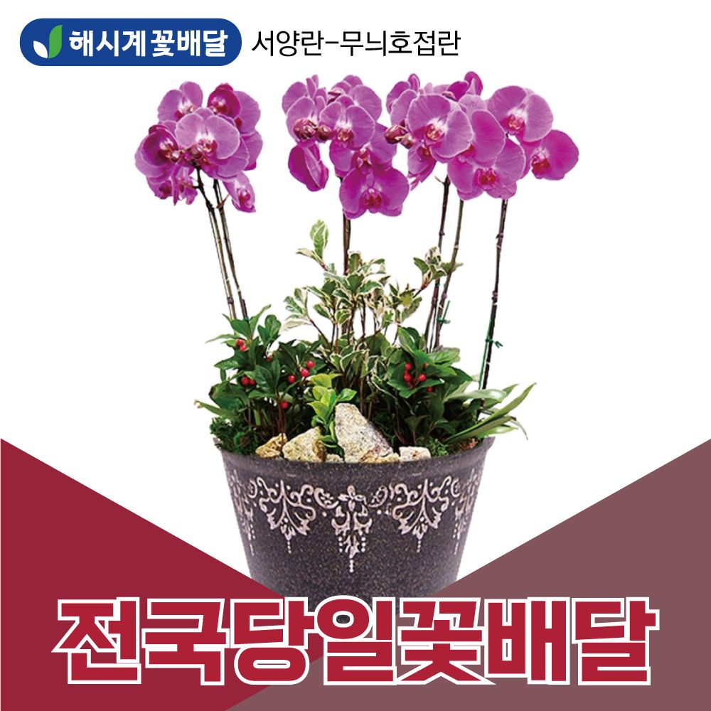 해시계꽃배달 무늬호접란 서양란 개업축하화분 승진화분 당일꽃배달 꽃배달서비스 : 금강산업