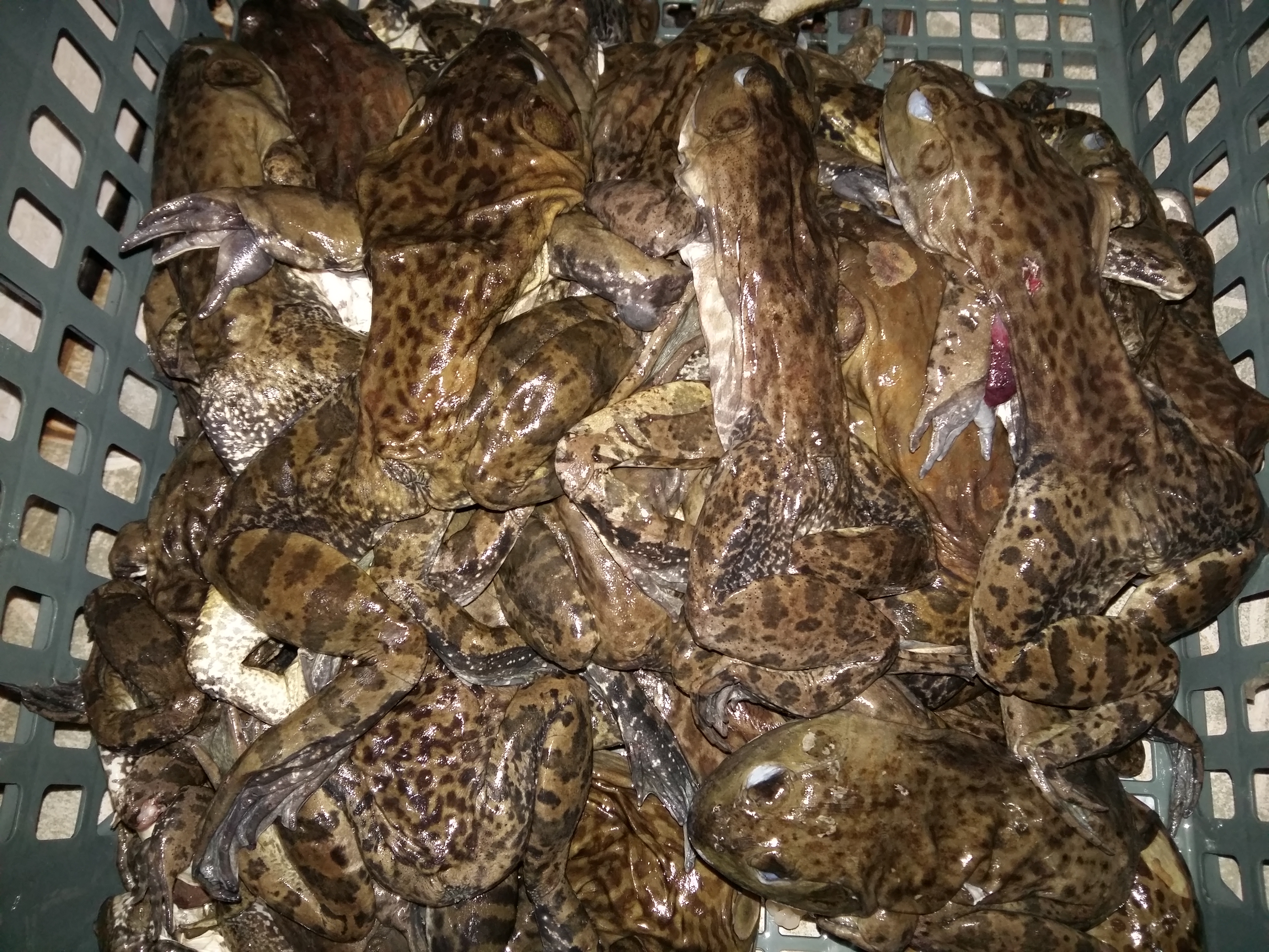 식용개구리 즙 진액 엑기스 30봉 운동선수보양식 원기회복 스테미너 기력 체력 지구력 증진 - 상세 이미지 4