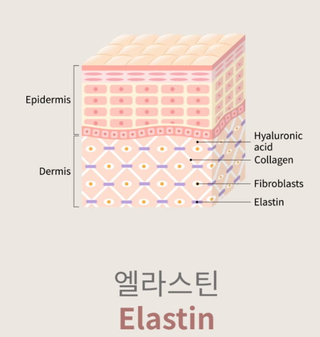 뷰티 60 올정 미인엘라스틴 화이트닝 이너뷰티보조제 정 - 상세 이미지 5