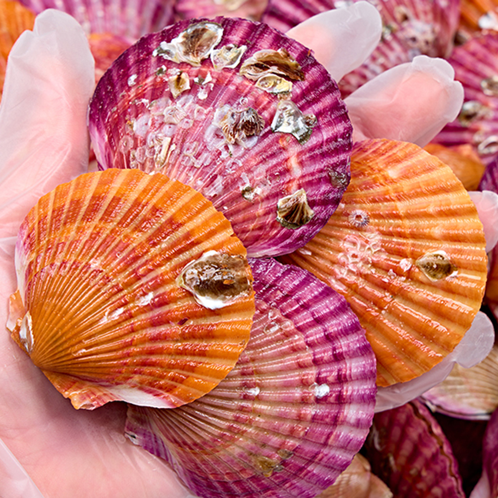 산지직송 국내산 비단 홍가리비 제철 세척 선별 조개 구이 찜 캠핑 술안주