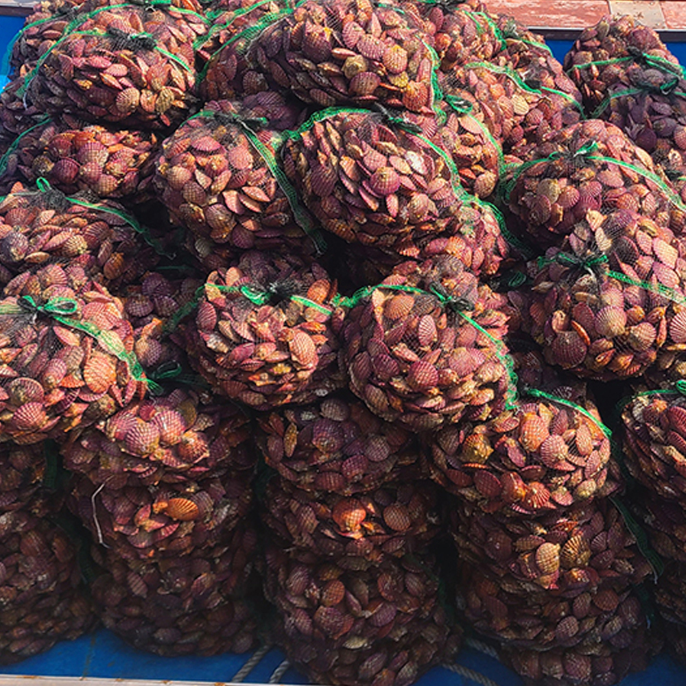 산지직송 국내산 비단 홍가리비 1kg 제철 세척 순살가리비 선별 조개 구이 찜 캠핑 - 상세 이미지 3