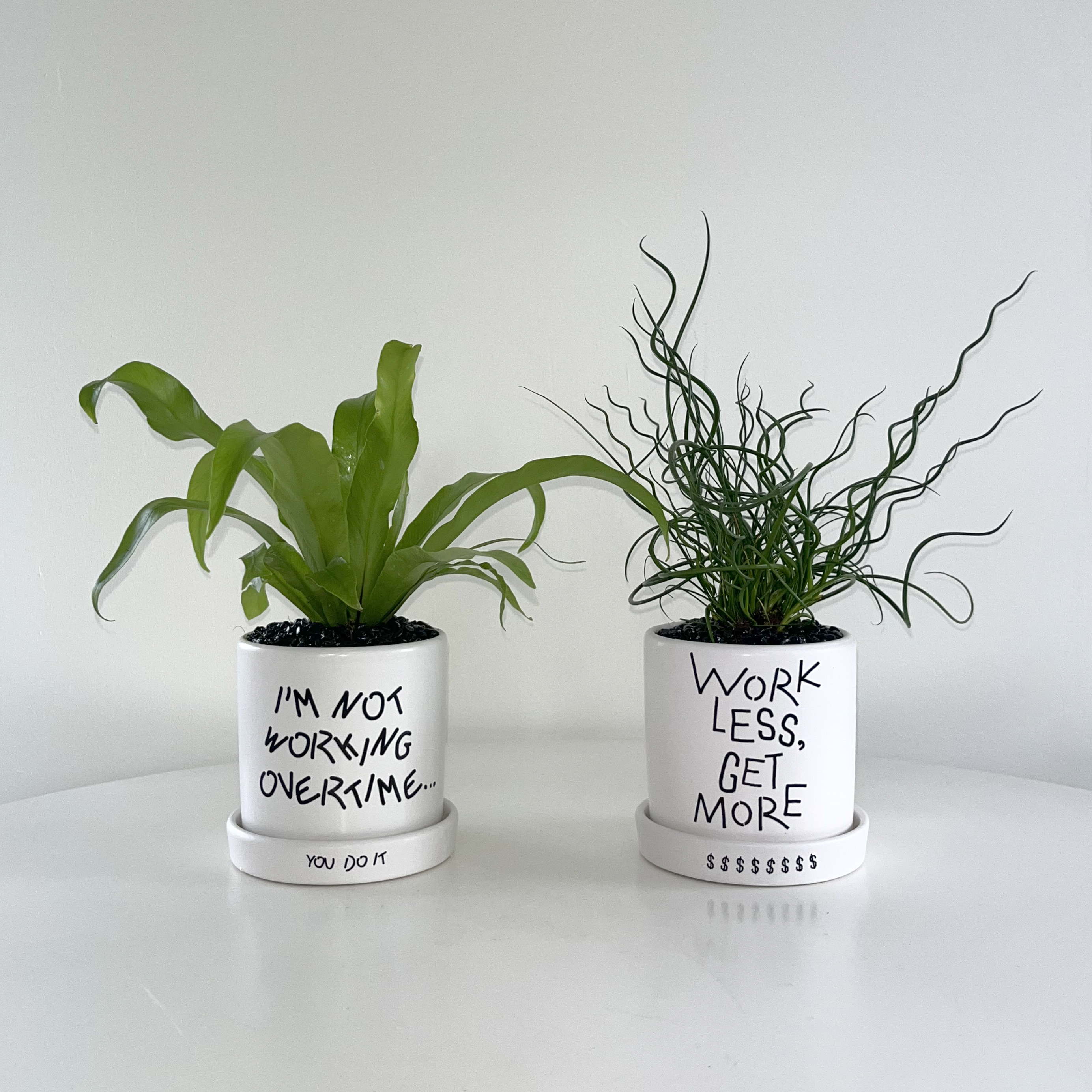 몬스테라 하드워커 - 레터링 팟 (10plants 2pots) - 상세 이미지 2