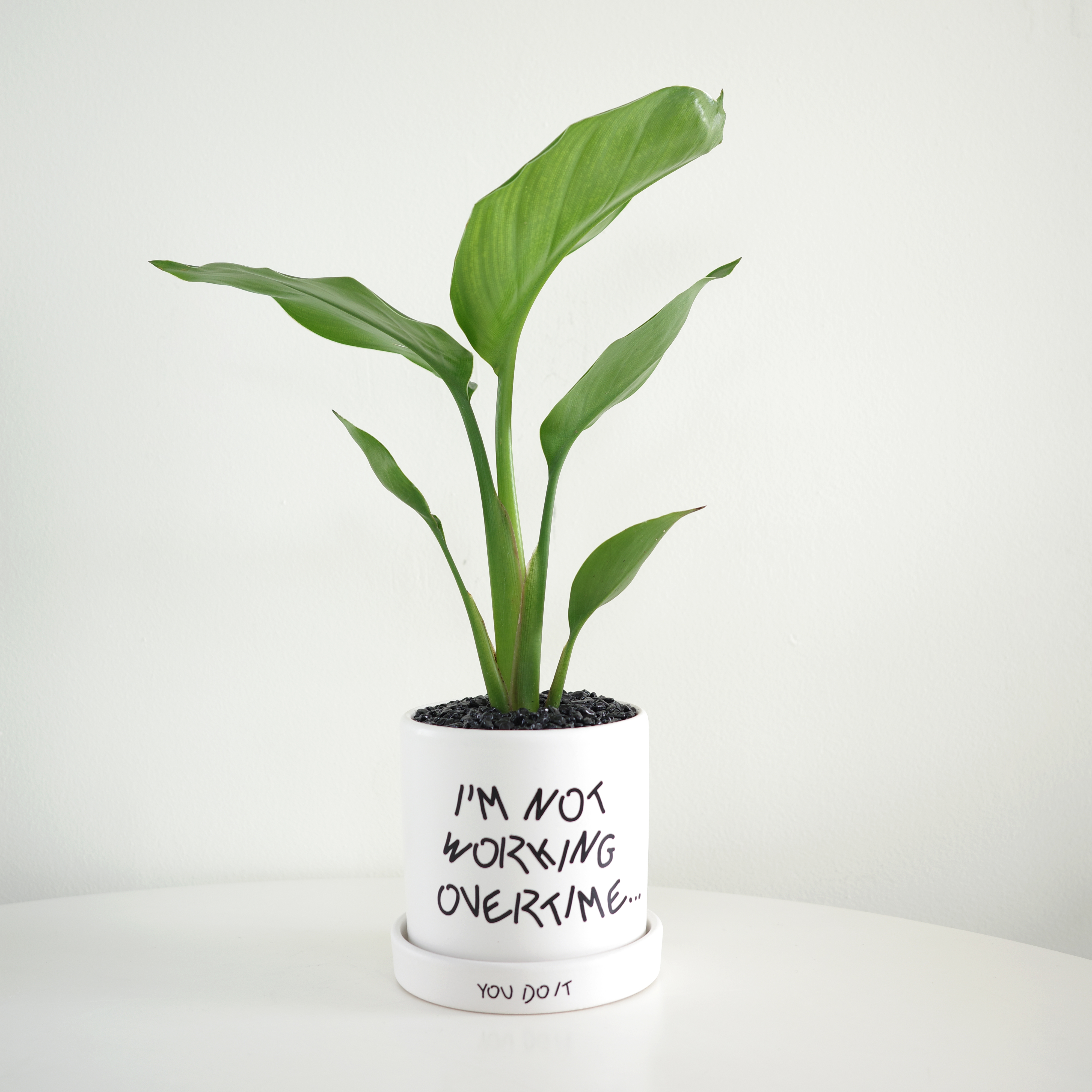 몬스테라 하드워커 - 레터링 팟 (10plants 2pots) - 상품 이미지