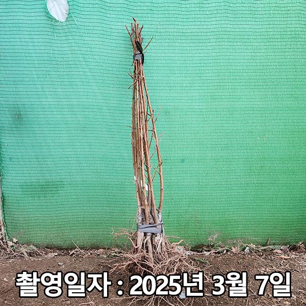 착한가격 나무생각 / 천도복숭아 / 신비 / 접목1년 / 1등묘 : 착한가격 나무생각