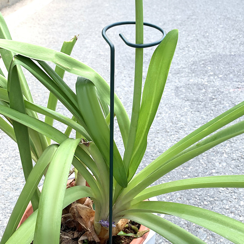 통쇠 화초 식물지지대 화분 꽃 지주대 화분지지대30cm 40cm 50cm - 상세 이미지 4