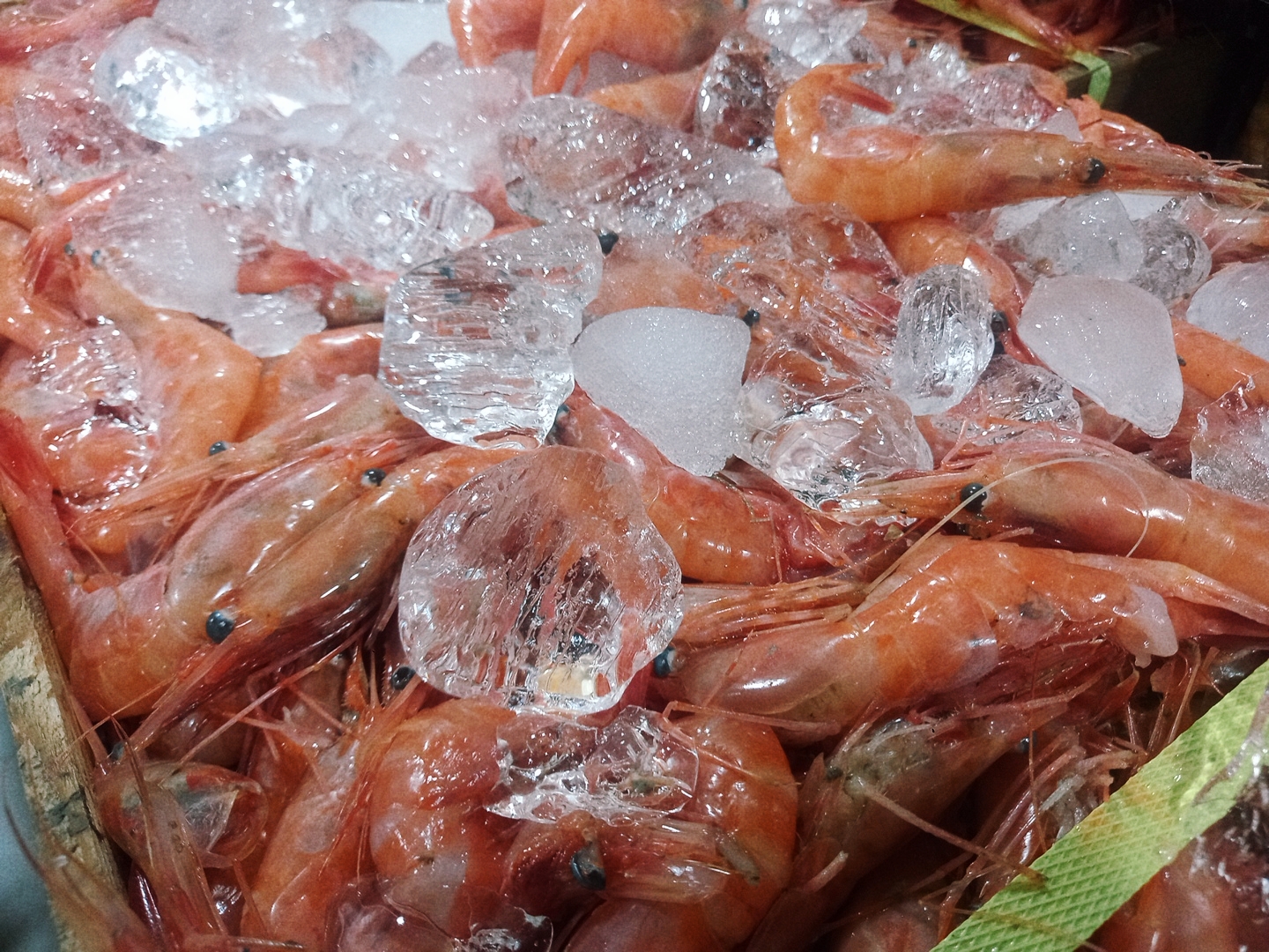 국내산 단새우 새우회 1kg 횟감 초밥용 홍새우 단새우회 - 메인 이미지