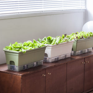 [1+1] 15L 텃밭화분 상추키우기 대파키우기 저면관수 베란다텃밭화분 실사용 후기 | 효과 있을까? - 상품 이미지 3