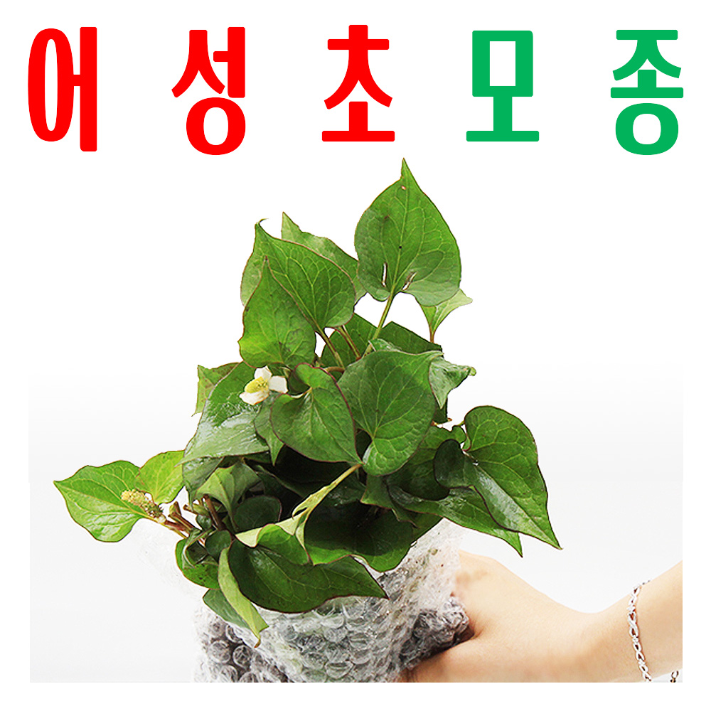 어성초모종/ 어성초종묘/ 약모밀싹/ 지하 170m 청정수 깨끗한 물 싹 틔움/ 미산약초농장 - 메인 이미지
