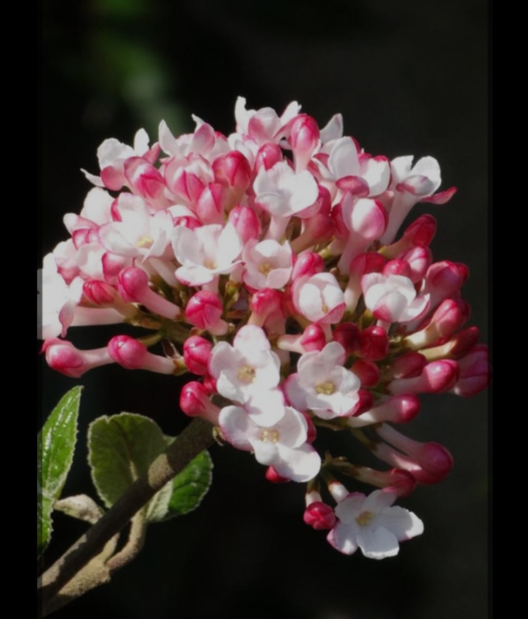 모호크(모학) 분꽃나무 외목대 개화주 향기 가득 제품 이미지