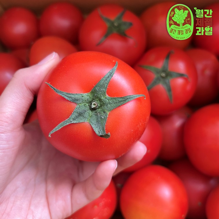 완숙토마토 대과 특품 스테비아 토마토 방울 주스용 못난이 토마토 5키로 - 상세 이미지 4