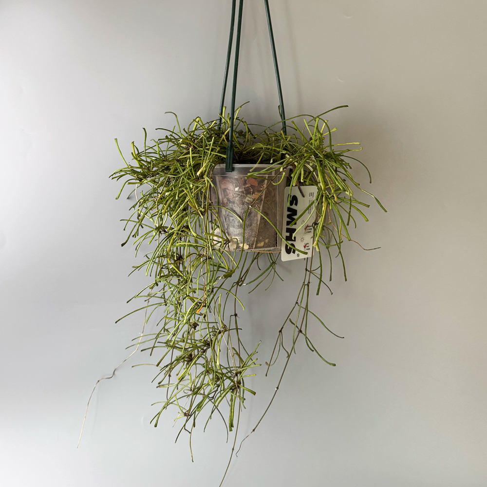 식물행성 스파이더 호야 레투사 립살리스 투명화분 - 행잉플랜트 공중 걸이식물