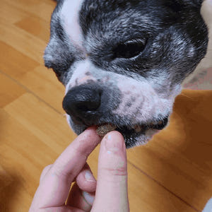 네이처알로 인섹트레시피 강아지 눈물 노견 곤충 사료 밀웜+황태, 1kg,... 솔직 후기 | 실제 사용자 리뷰 총정리 - 상품 이미지 3