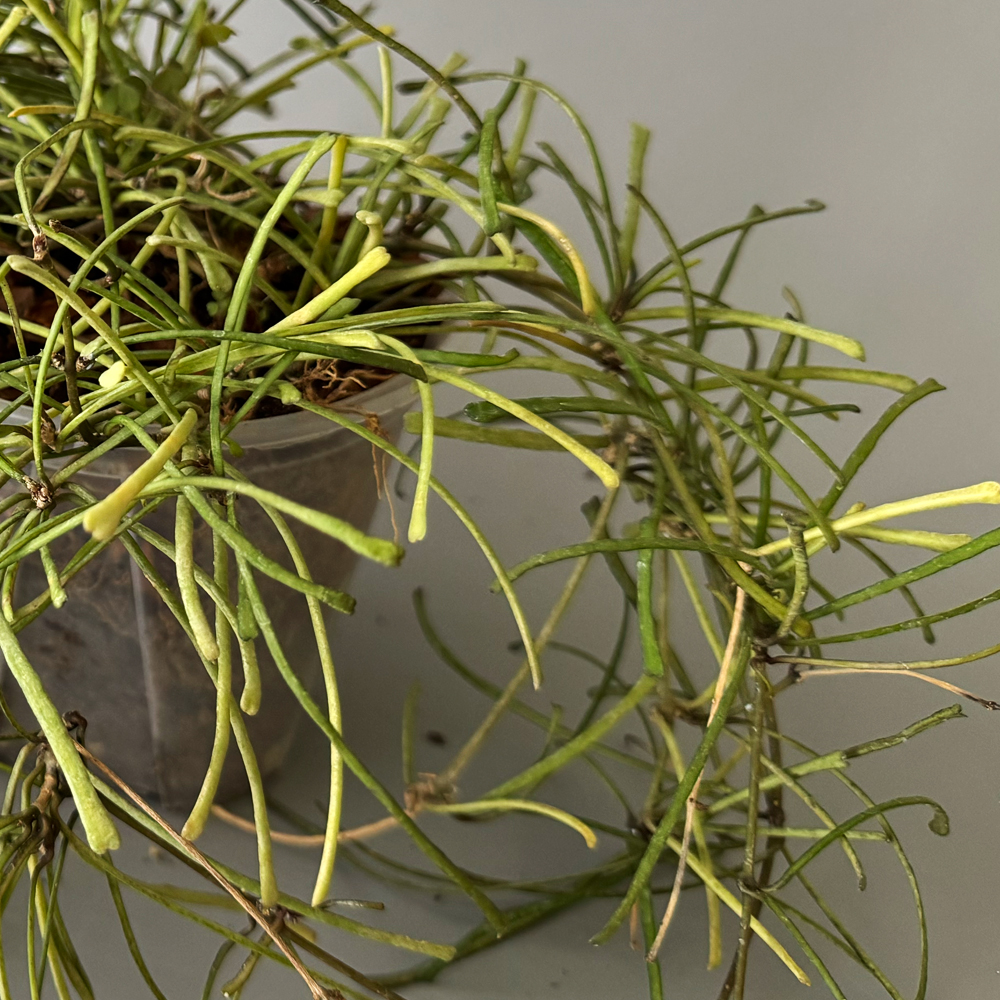 식물행성 스파이더 호야 레투사 립살리스 투명화분 - 행잉플랜트 공중 걸이식물