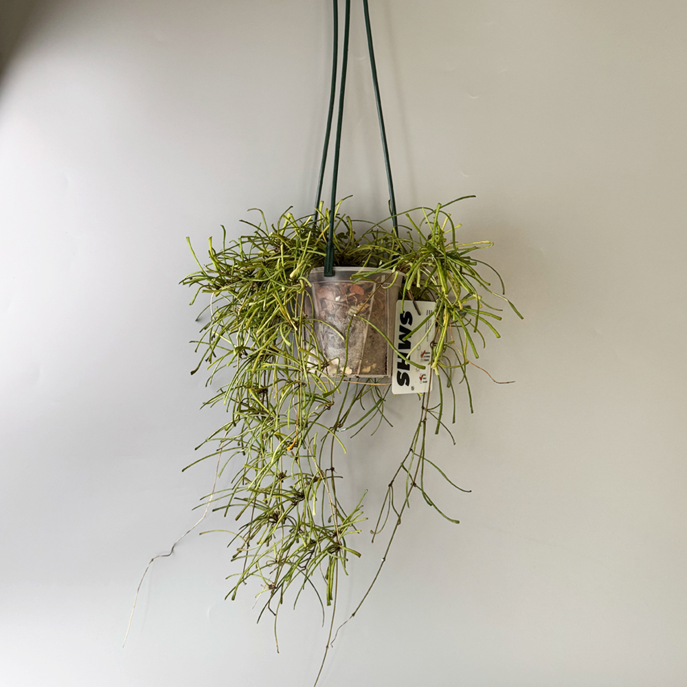 식물행성 스파이더 호야 레투사 립살리스 투명화분 - 행잉플랜트 공중 걸이식물