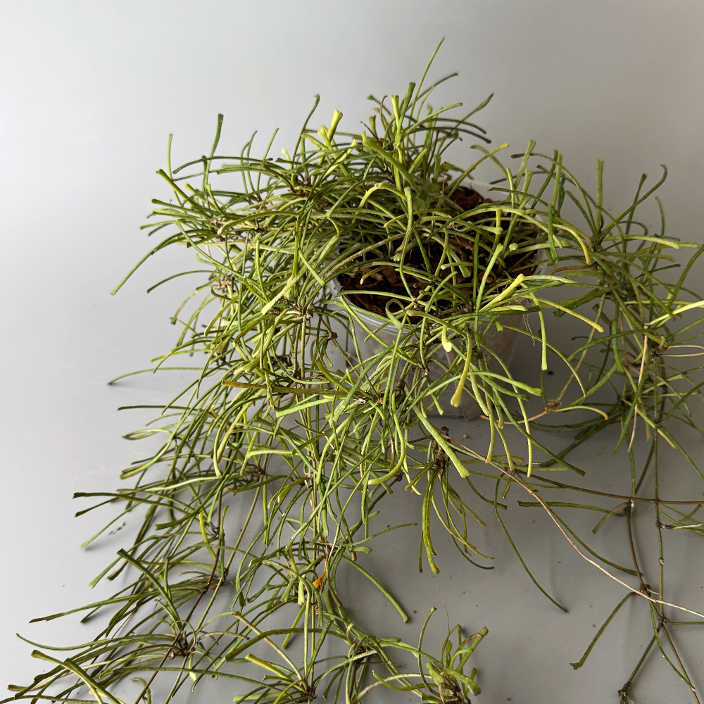 식물행성 스파이더 호야 레투사 립살리스 투명화분 - 행잉플랜트 공중 걸이식물