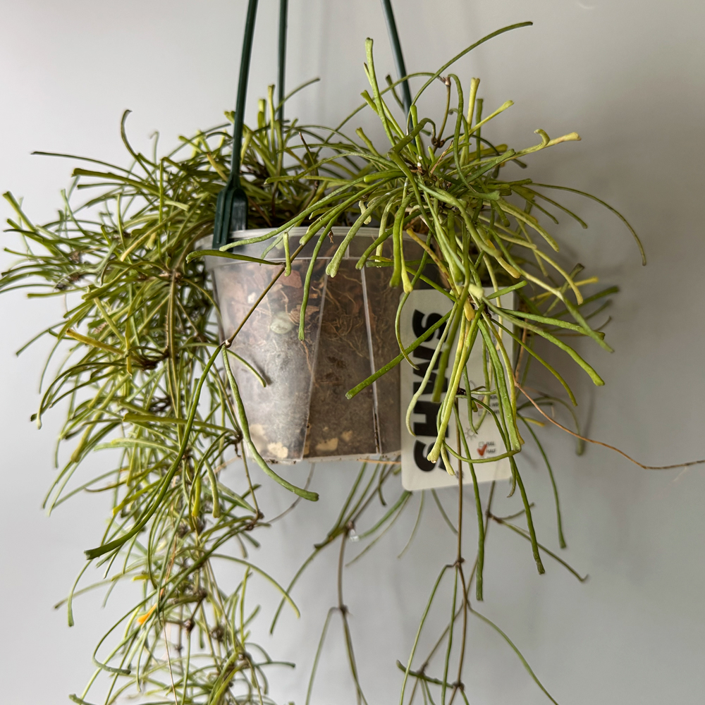 식물행성 스파이더 호야 레투사 립살리스 투명화분 - 행잉플랜트 공중 걸이식물