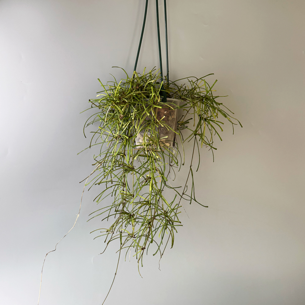 식물행성 스파이더 호야 레투사 립살리스 투명화분 - 행잉플랜트 공중 걸이식물