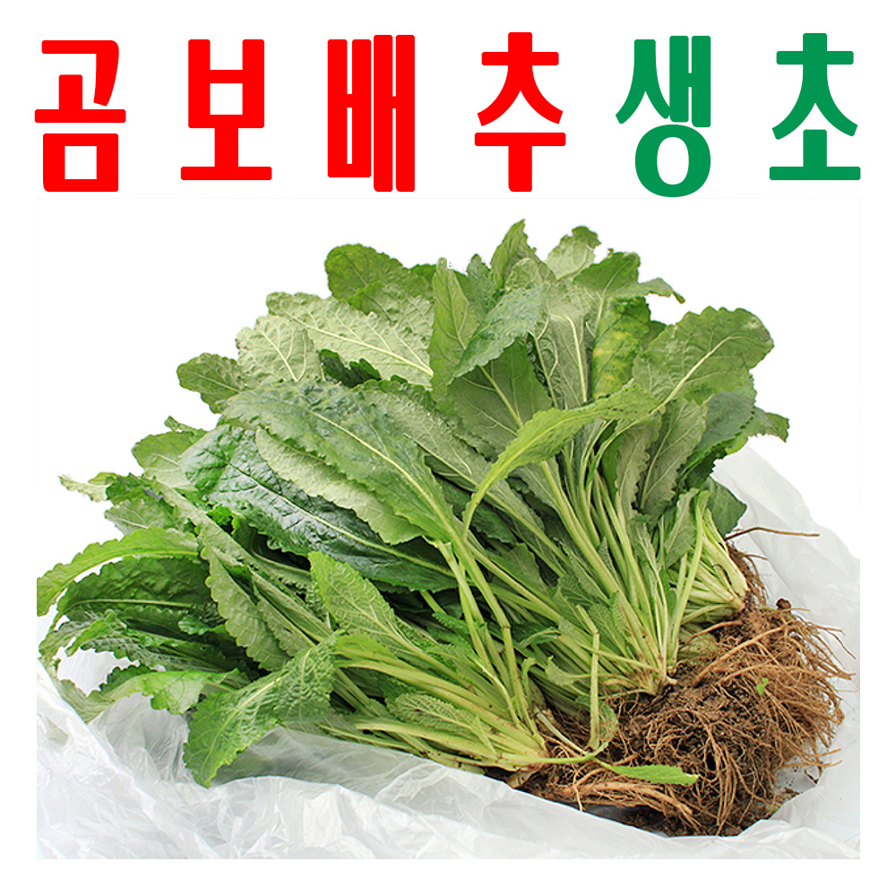 곰보배추생초/ 곰보배추 생잎/ 지하 170m 청정수 깨끗한 재배 배암차즈기 생잎/ 1Kg - 메인 이미지