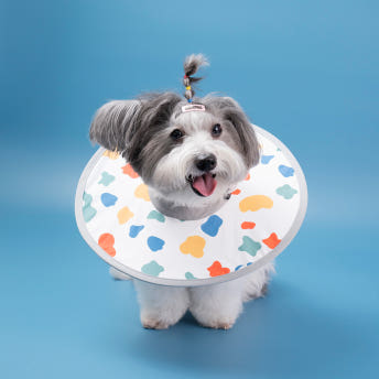 세븐펫 강아지 고양이 초경량 에어 넥카라 미용 깔대기 중성화 목보호대